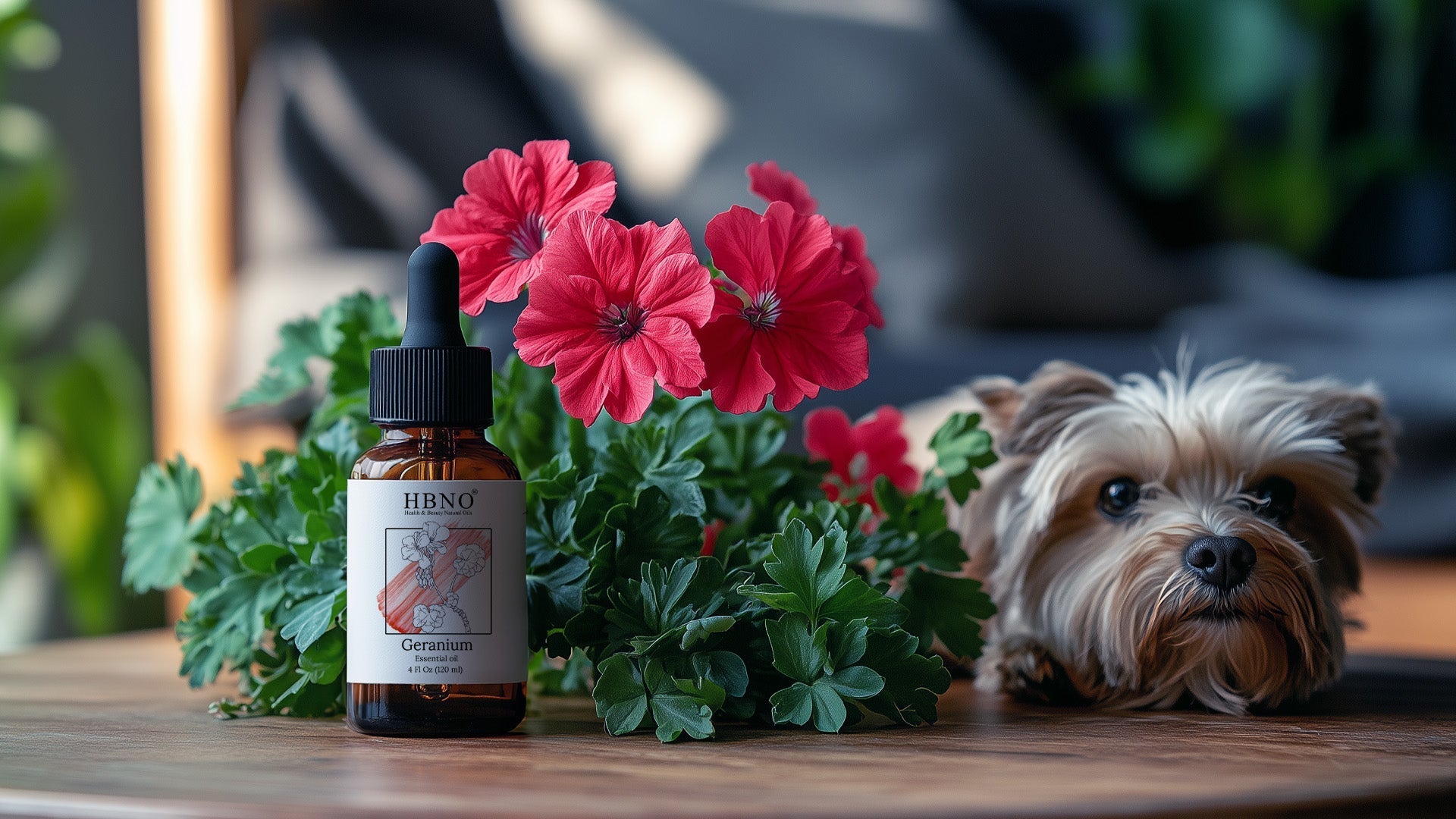 Is Geranium Oil Safe for Dogs? Flea and Tick Protection
