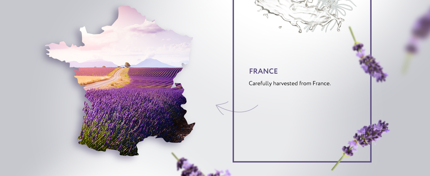 Lavender Essential Oil Organic Lavender Essential Oil Organic