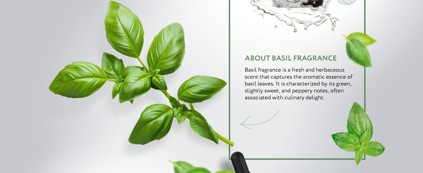 Basil Natural Fragrance Basil Natural Fragrance
