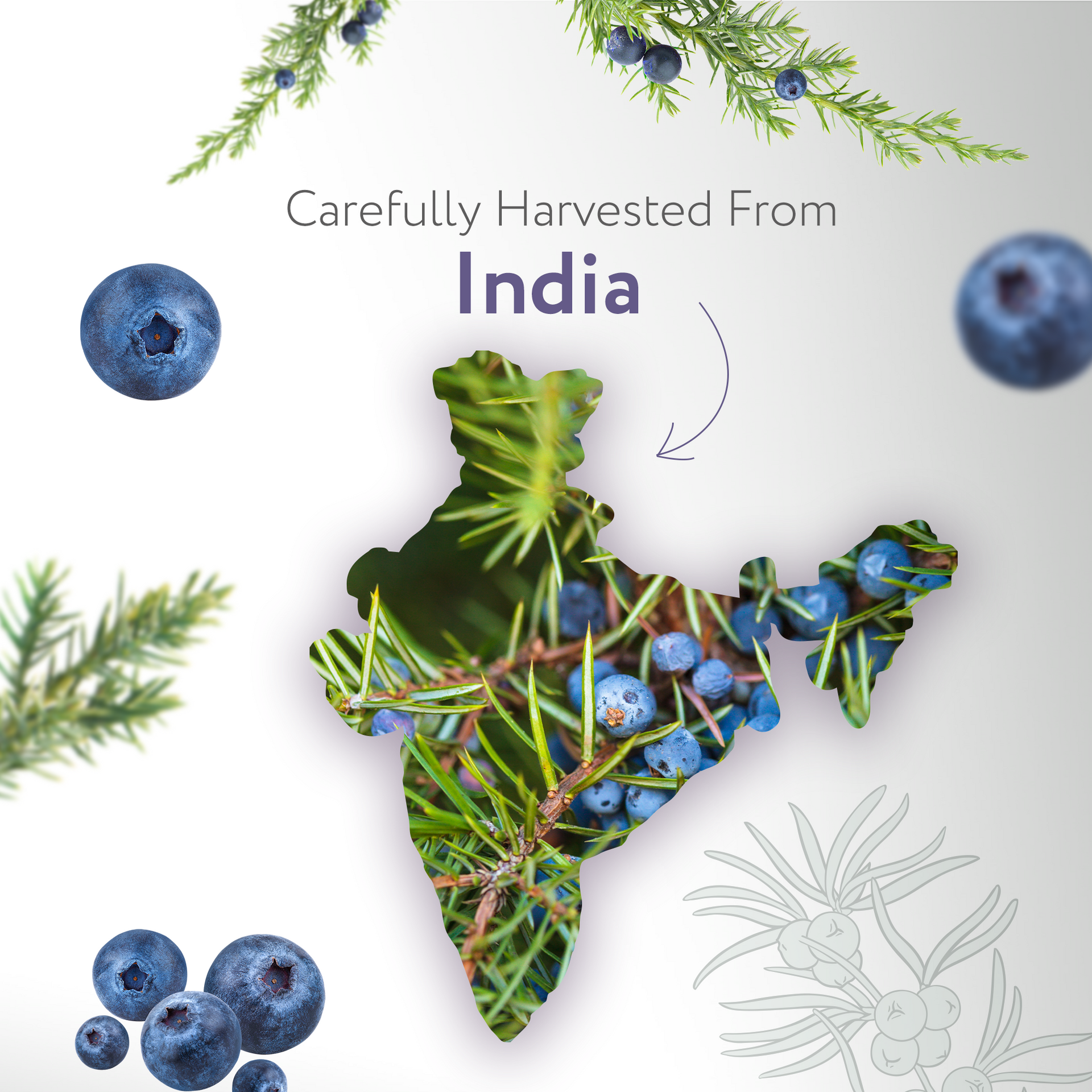 Juniper Berry Essential Oil Juniper Berry Essential Oil