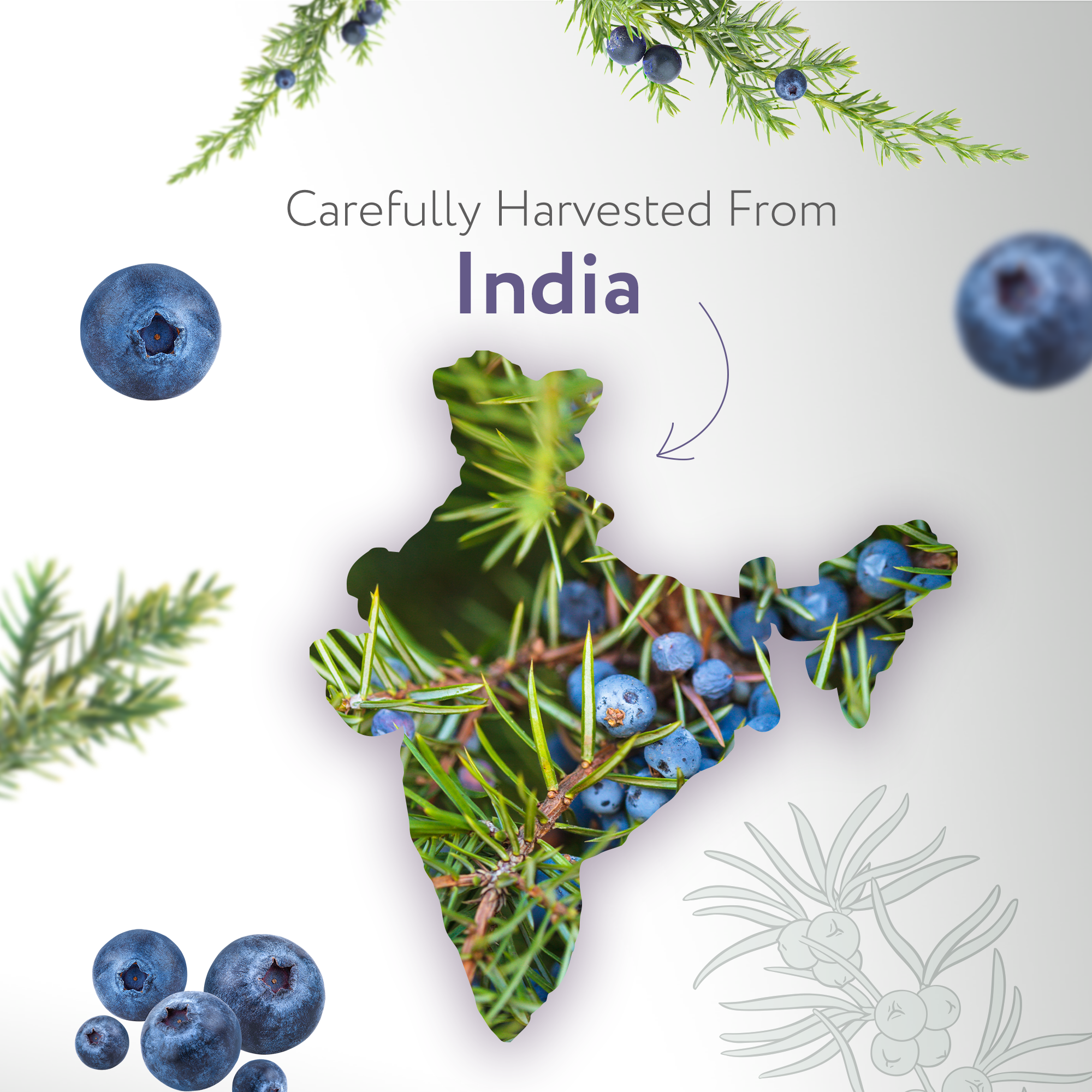 Juniper Berry Essential Oil Juniper Berry Essential Oil