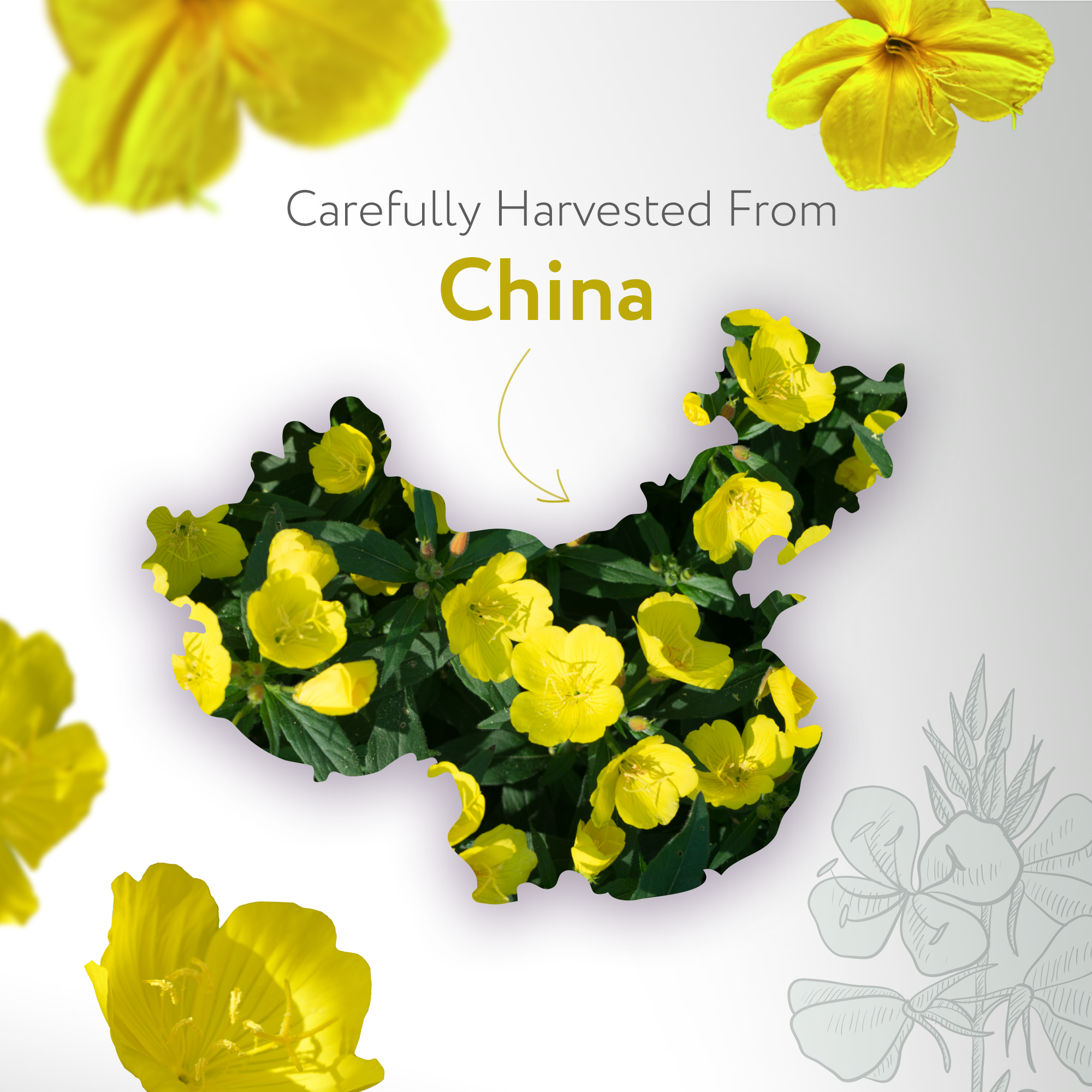 Evening Primrose Carrier Oil Organic Evening Primrose Carrier Oil Organic