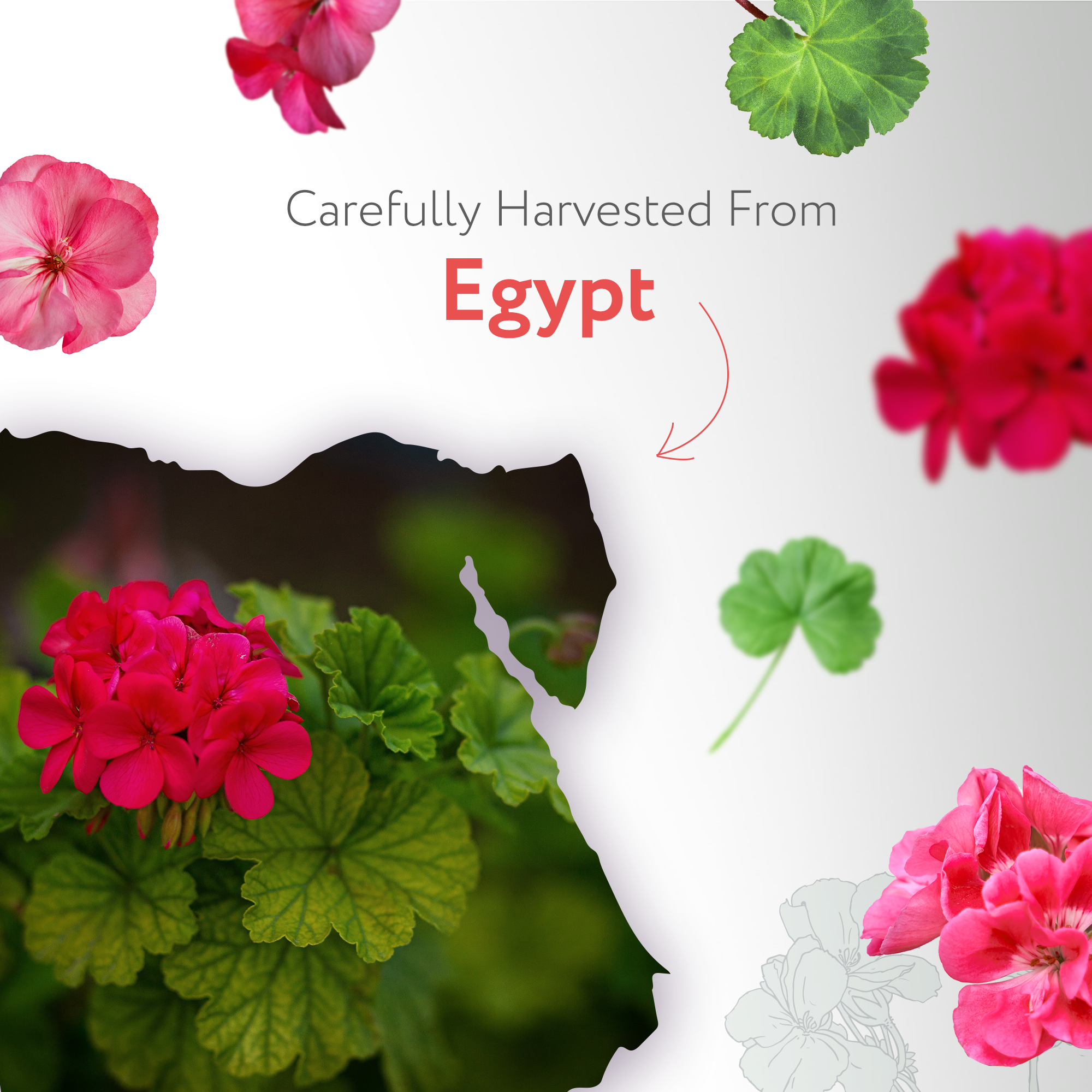 Geranium Essential Oil Organic Geranium Essential Oil Organic
