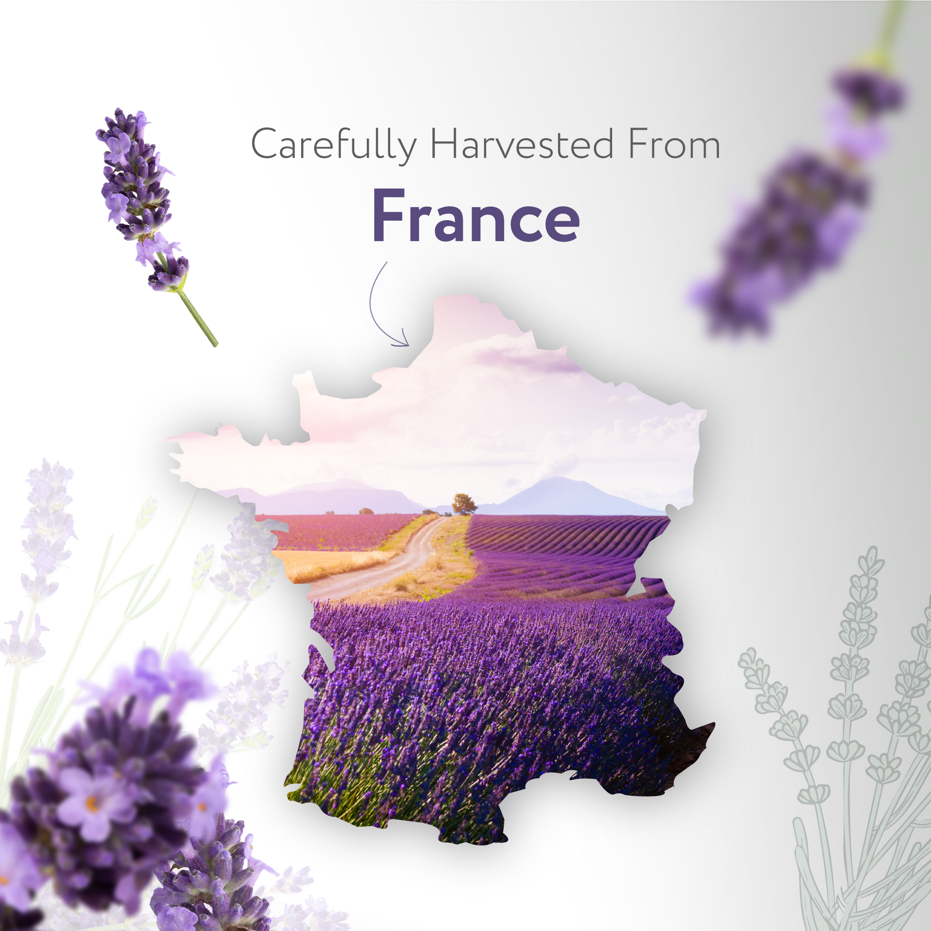 Lavandin Dutch Lavender Essential Oil Lavandin Dutch Lavender Essential Oil