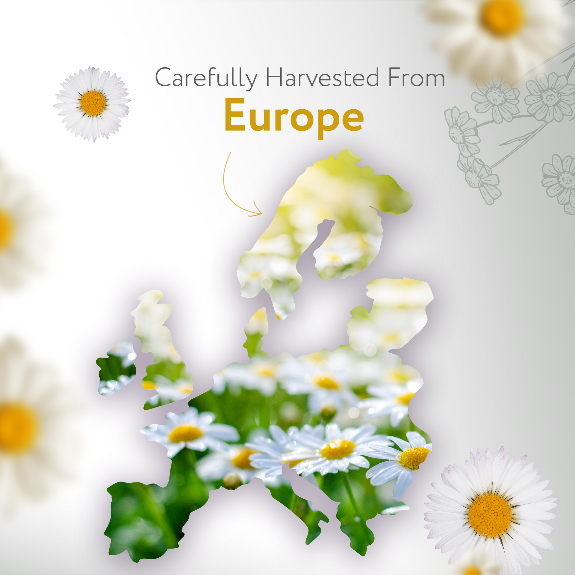 Roman Chamomile Essential Oil Roman Chamomile Essential Oil