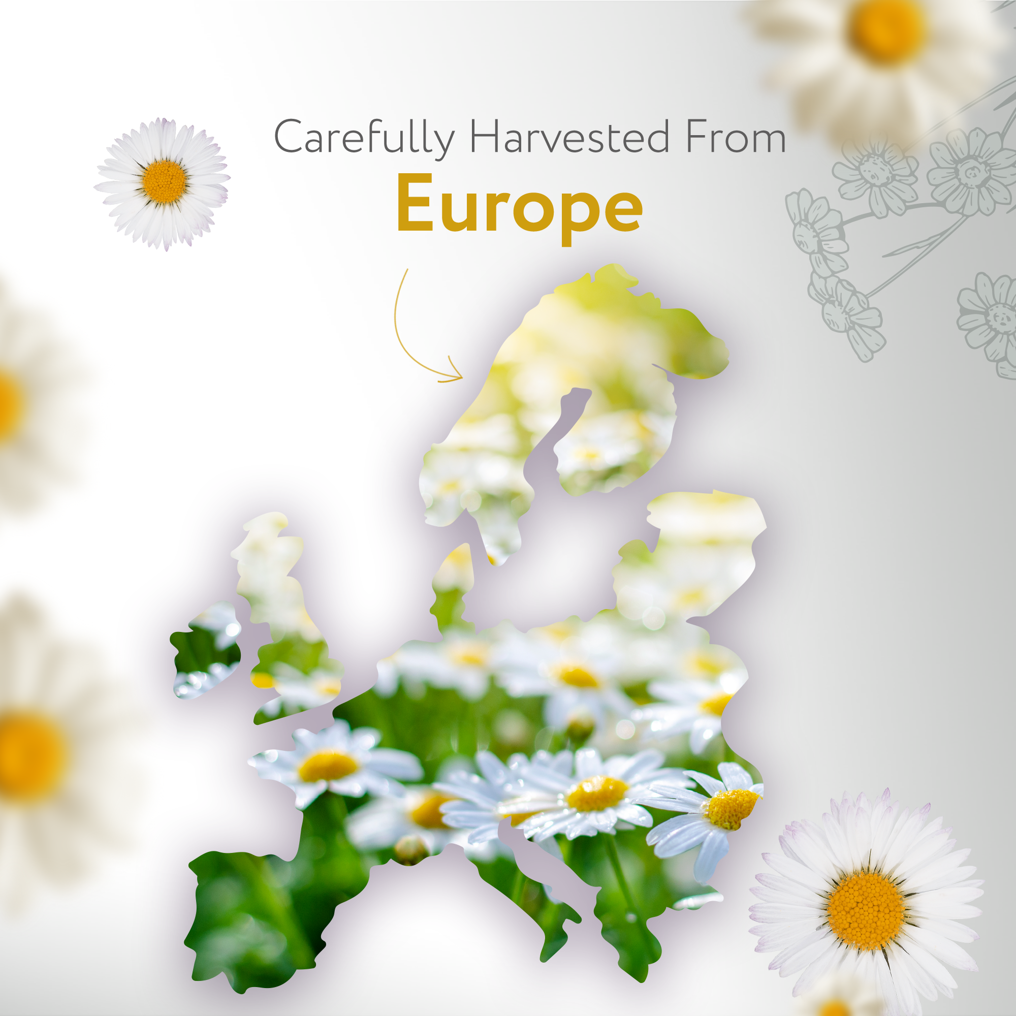 Roman Chamomile Essential Oil Roman Chamomile Essential Oil