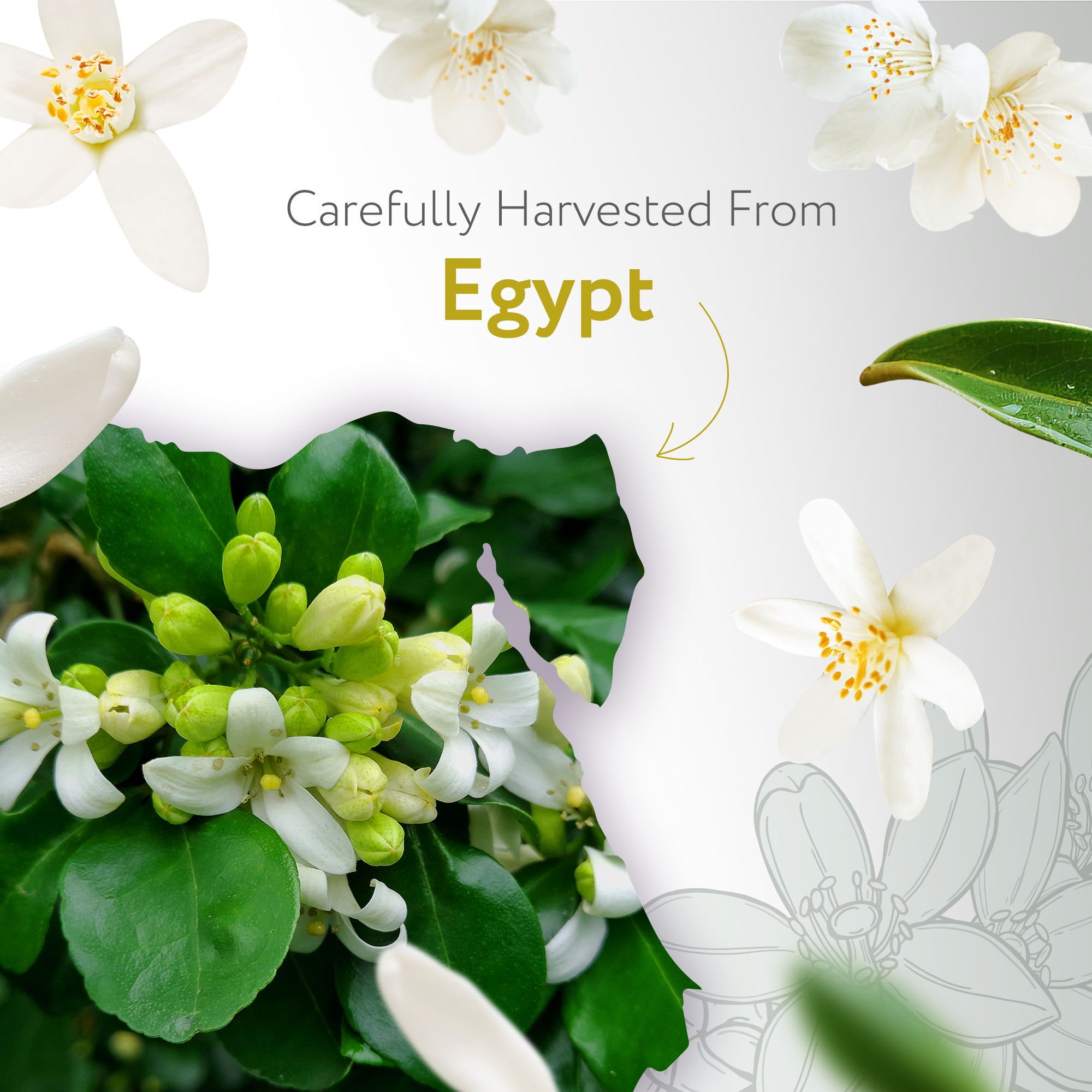 Neroli Essential Oil Organic Neroli Essential Oil Organic