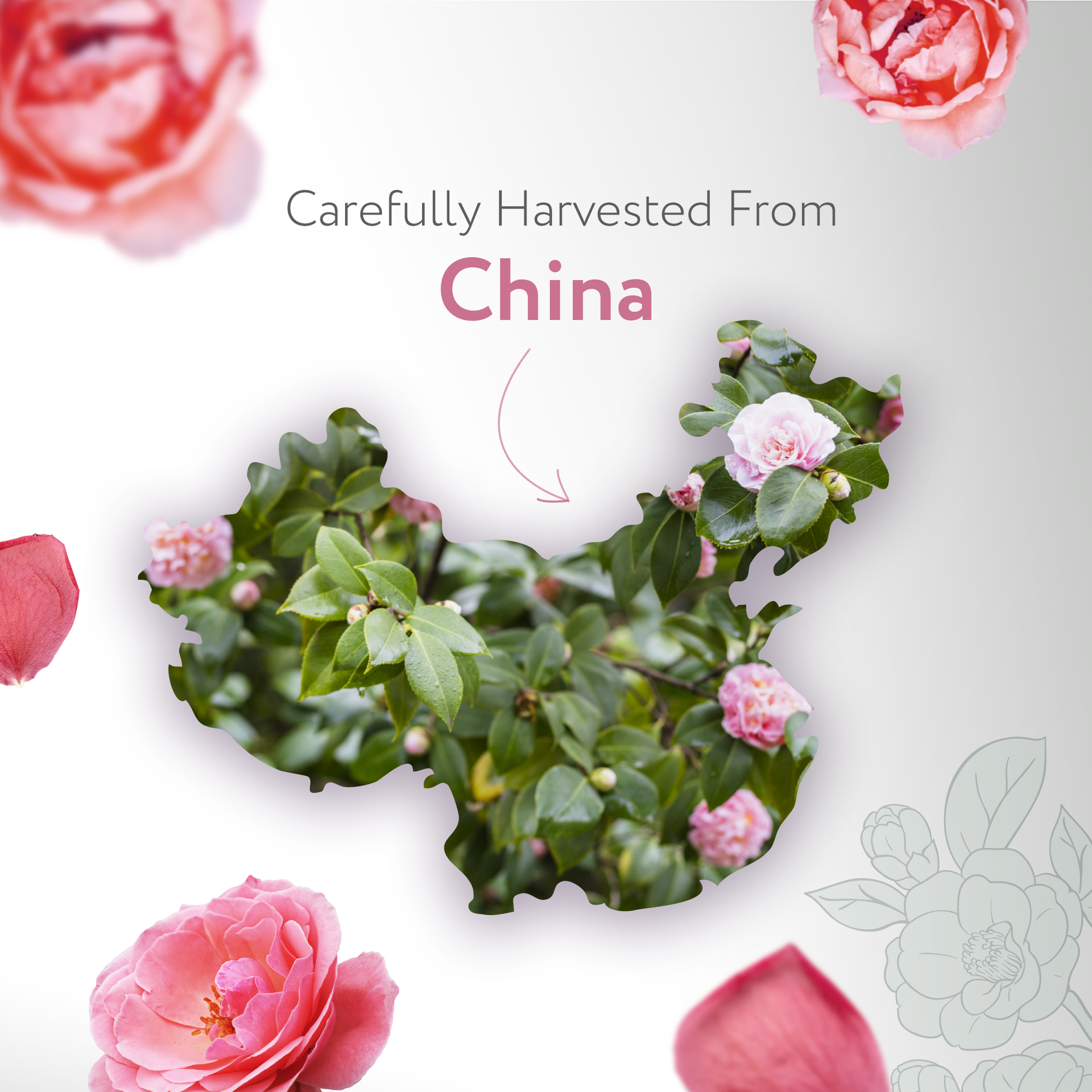 Camellia Carrier Oil Organic Camellia Carrier Oil Organic