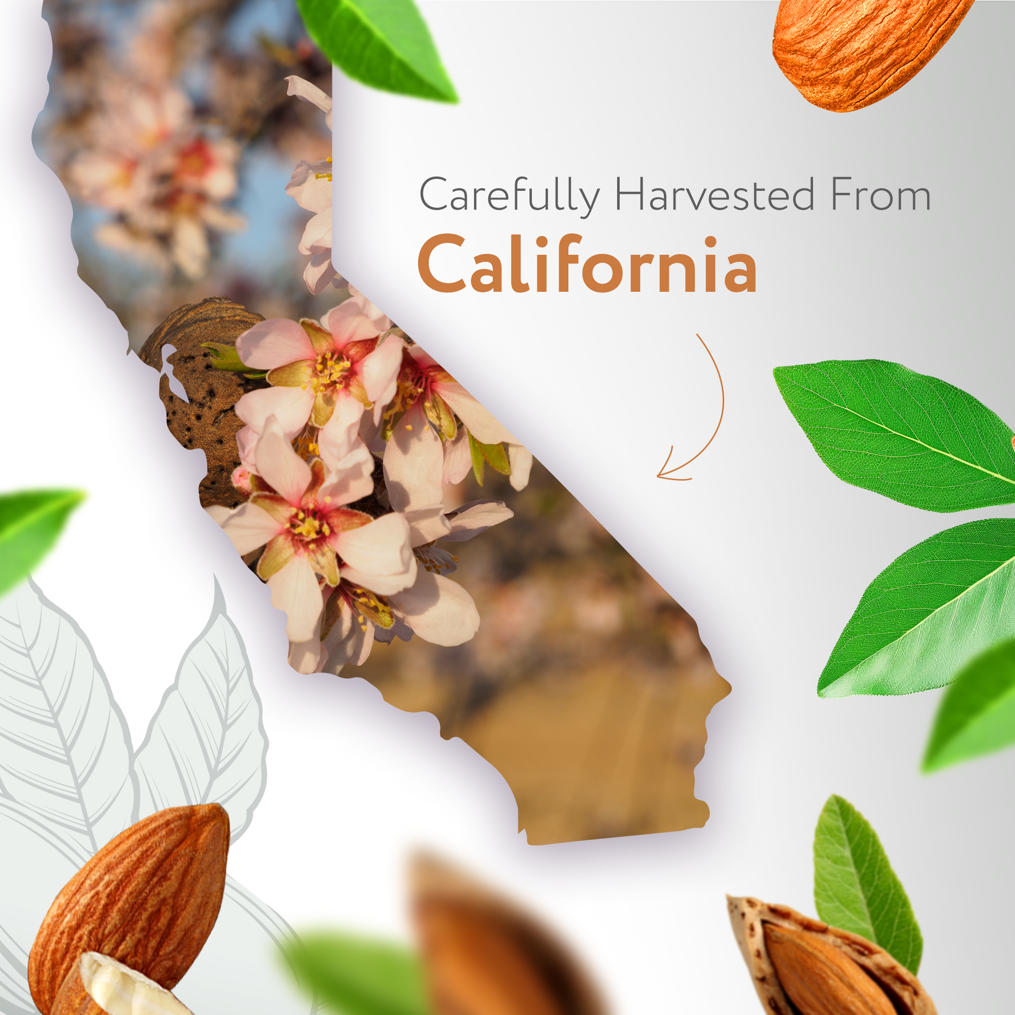 Almond Carrier Oil Unrefined Organic Almond Carrier Oil Unrefined Organic