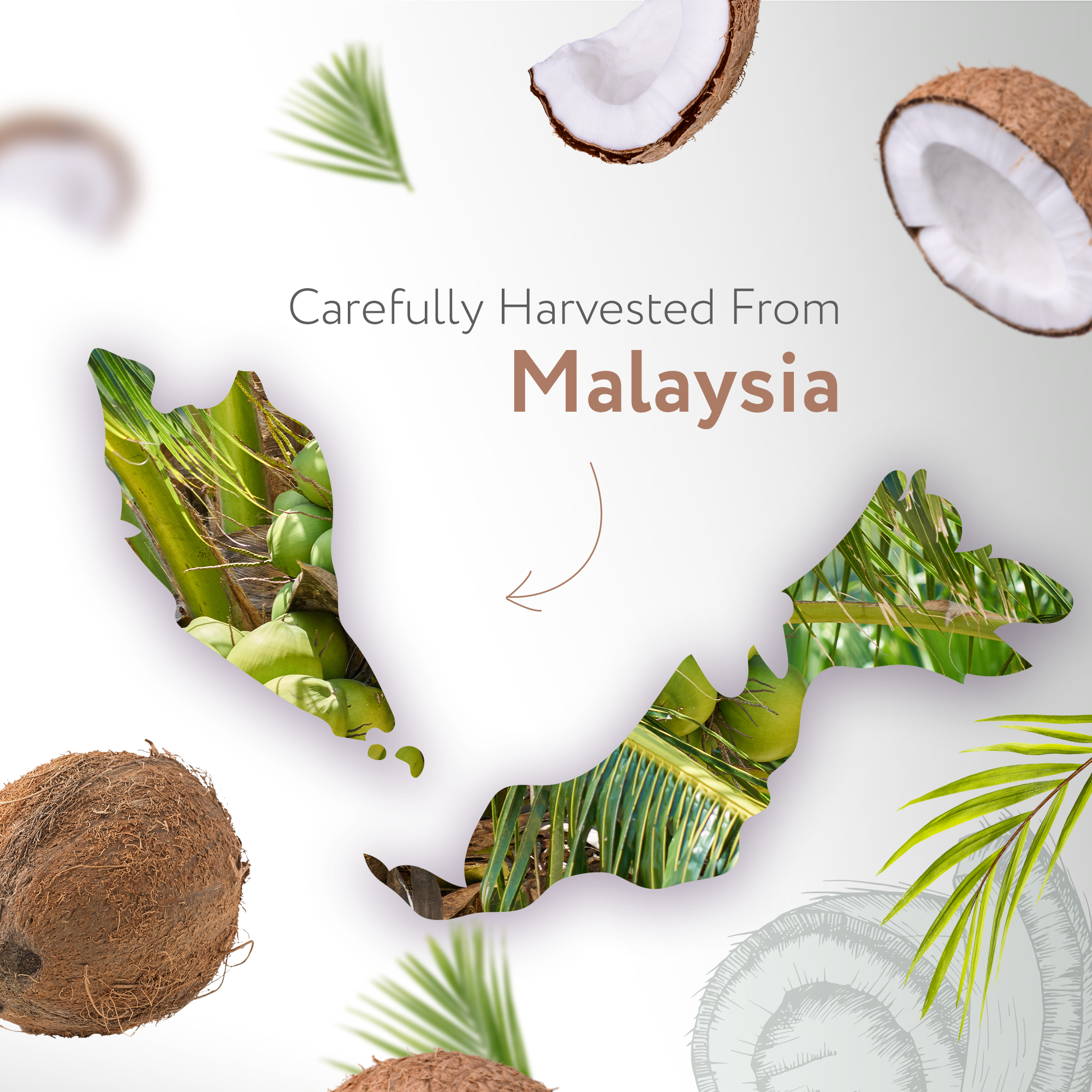 Fractionated Coconut (MCT) Carrier Oil Fractionated Coconut (MCT) Carrier Oil