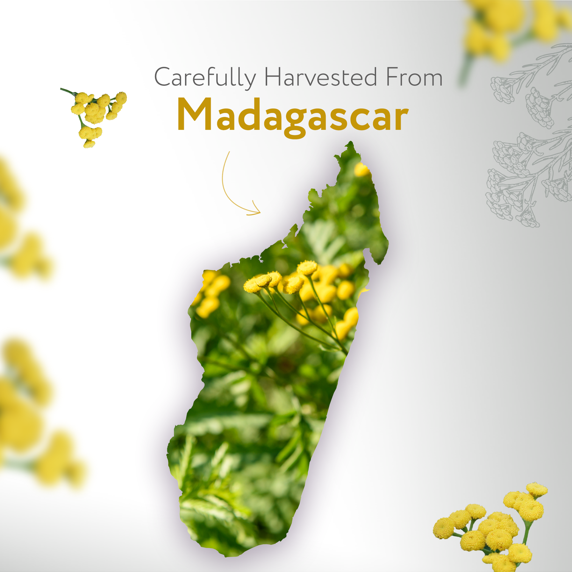 Helichrysum Gymnocephalum Essential Oil Helichrysum Gymnocephalum Essential Oil