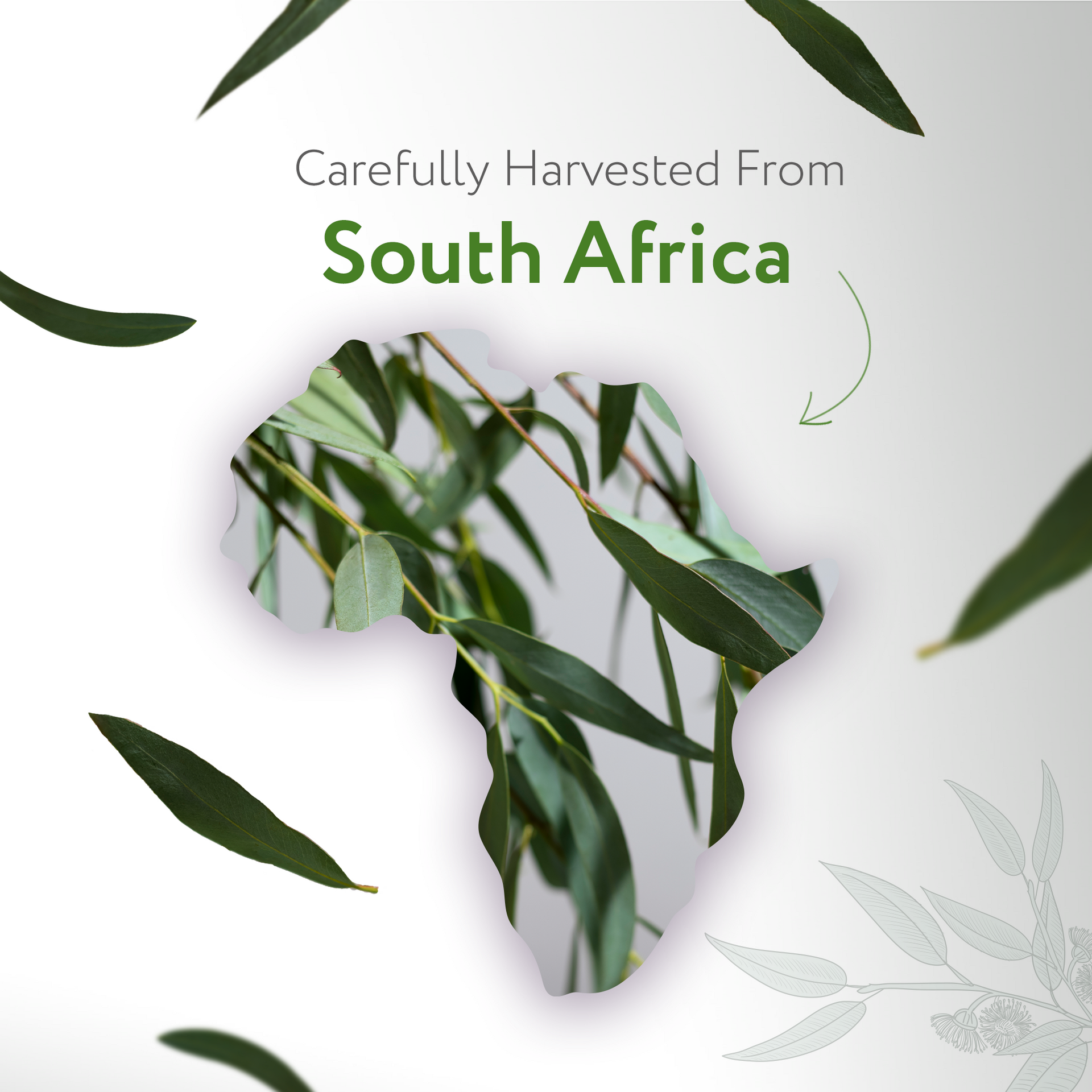 Eucalyptus Radiata Essential Oil Organic Eucalyptus Radiata Essential Oil Organic