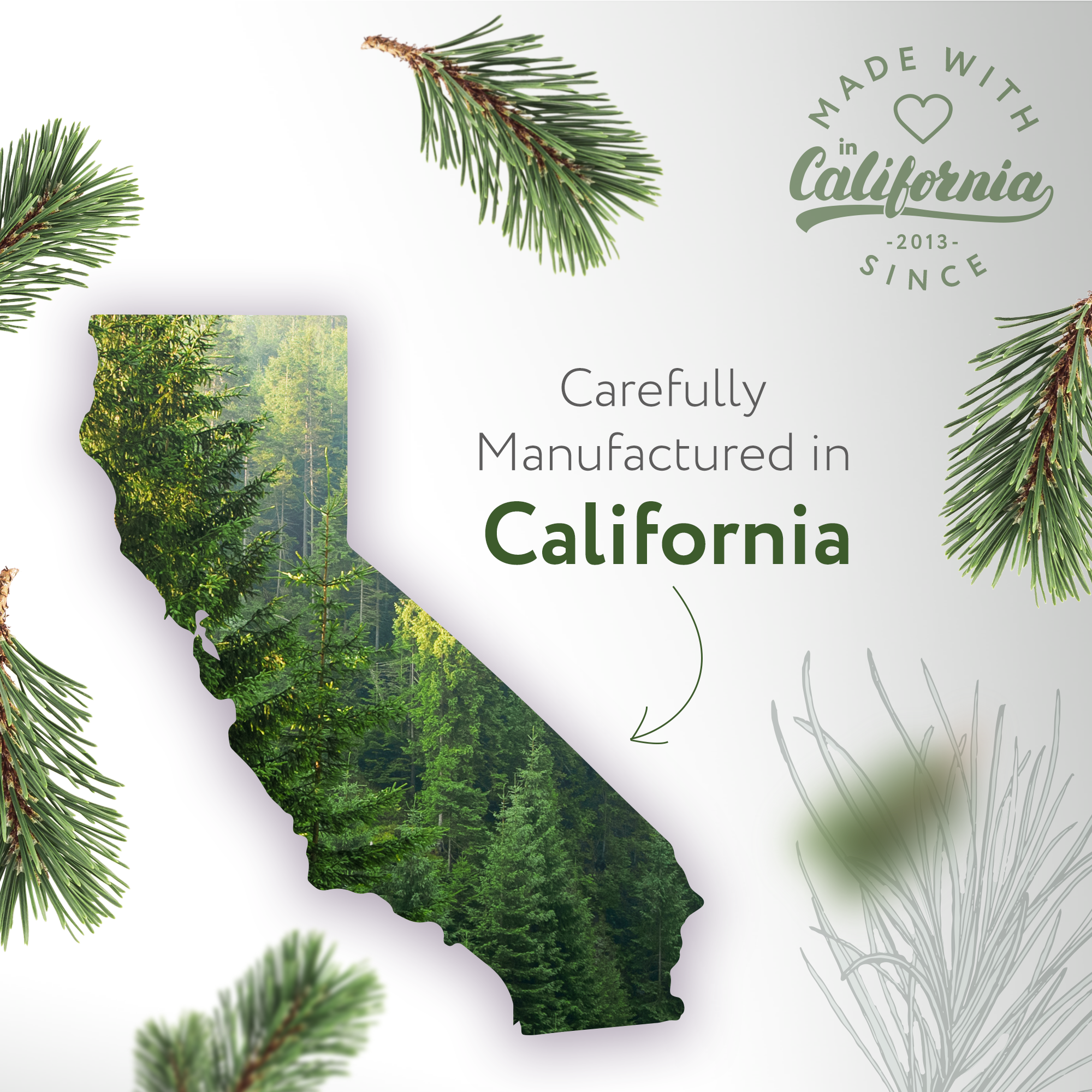 Pine Needle Natural Fragrance Pine Needle Natural Fragrance