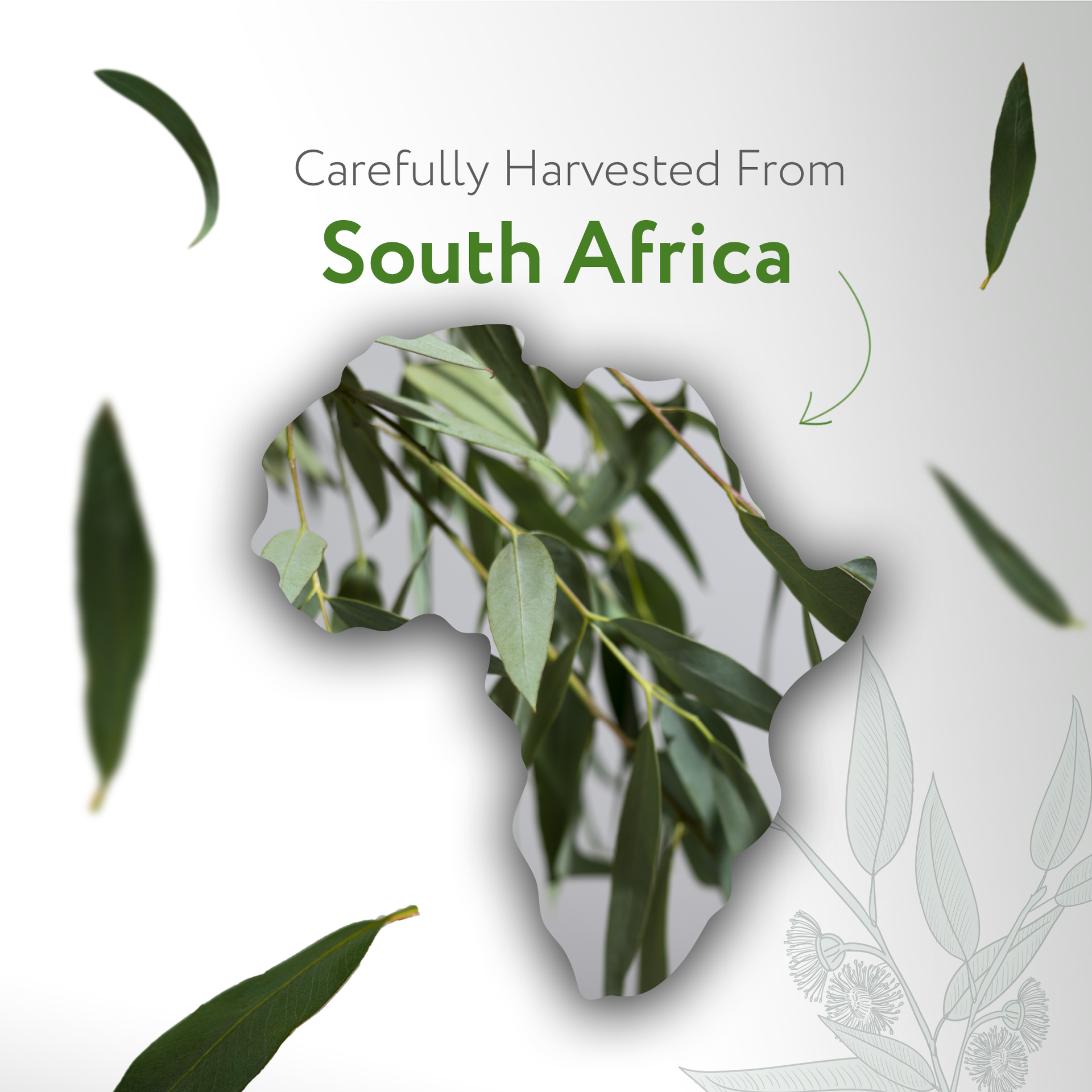 Eucalyptus Radiata Essential Oil Organic Eucalyptus Radiata Essential Oil Organic