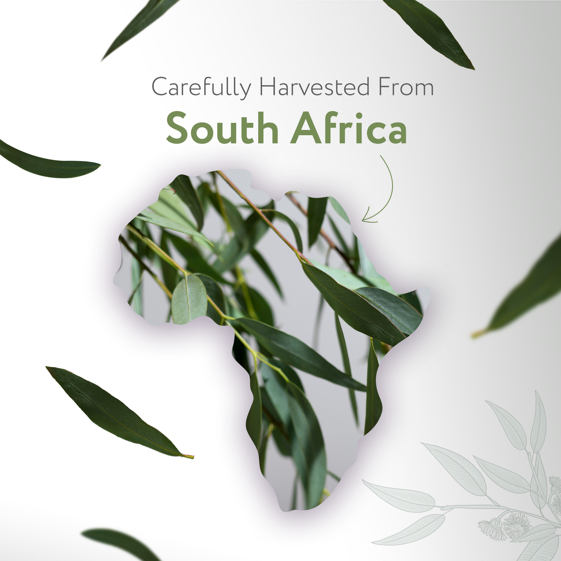 Eucalyptus Radiata Essential Oil Organic Eucalyptus Radiata Essential Oil Organic