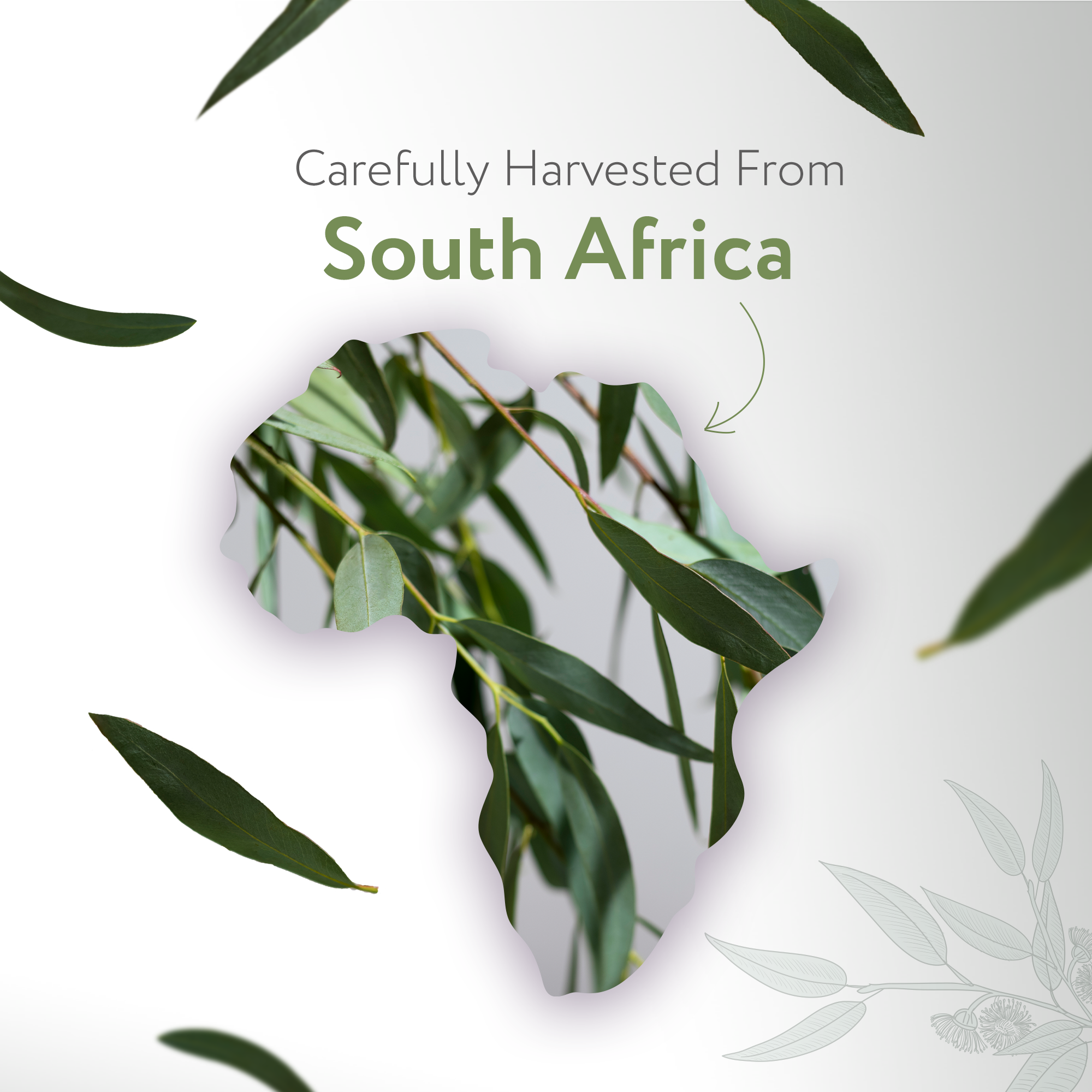 Eucalyptus Radiata Essential Oil Organic Eucalyptus Radiata Essential Oil Organic