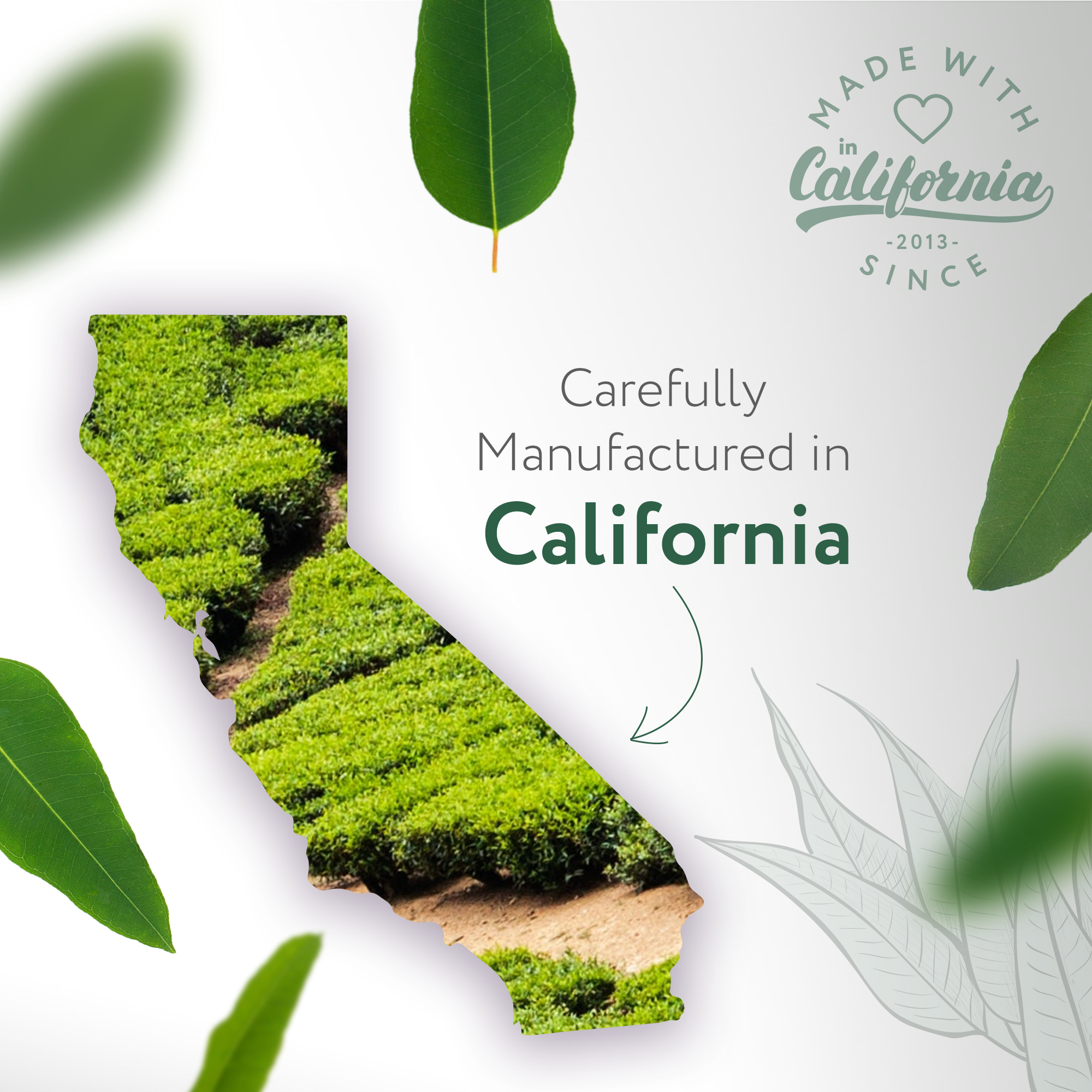 Eucalyptus Natural Fragrance Eucalyptus Natural Fragrance
