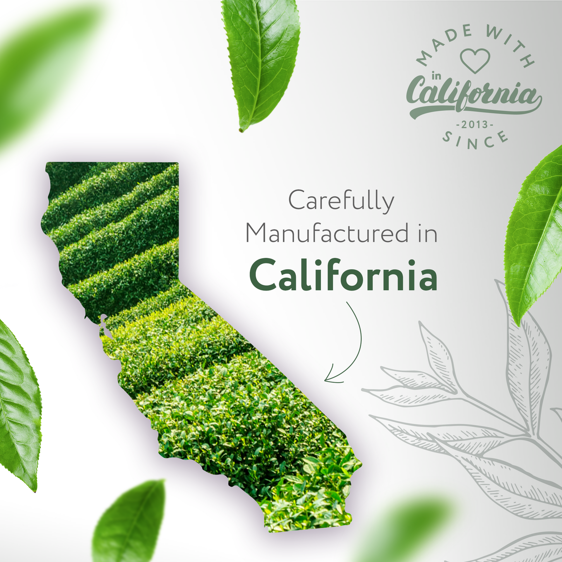 Tea Tree Natural Fragrance Tea Tree Natural Fragrance