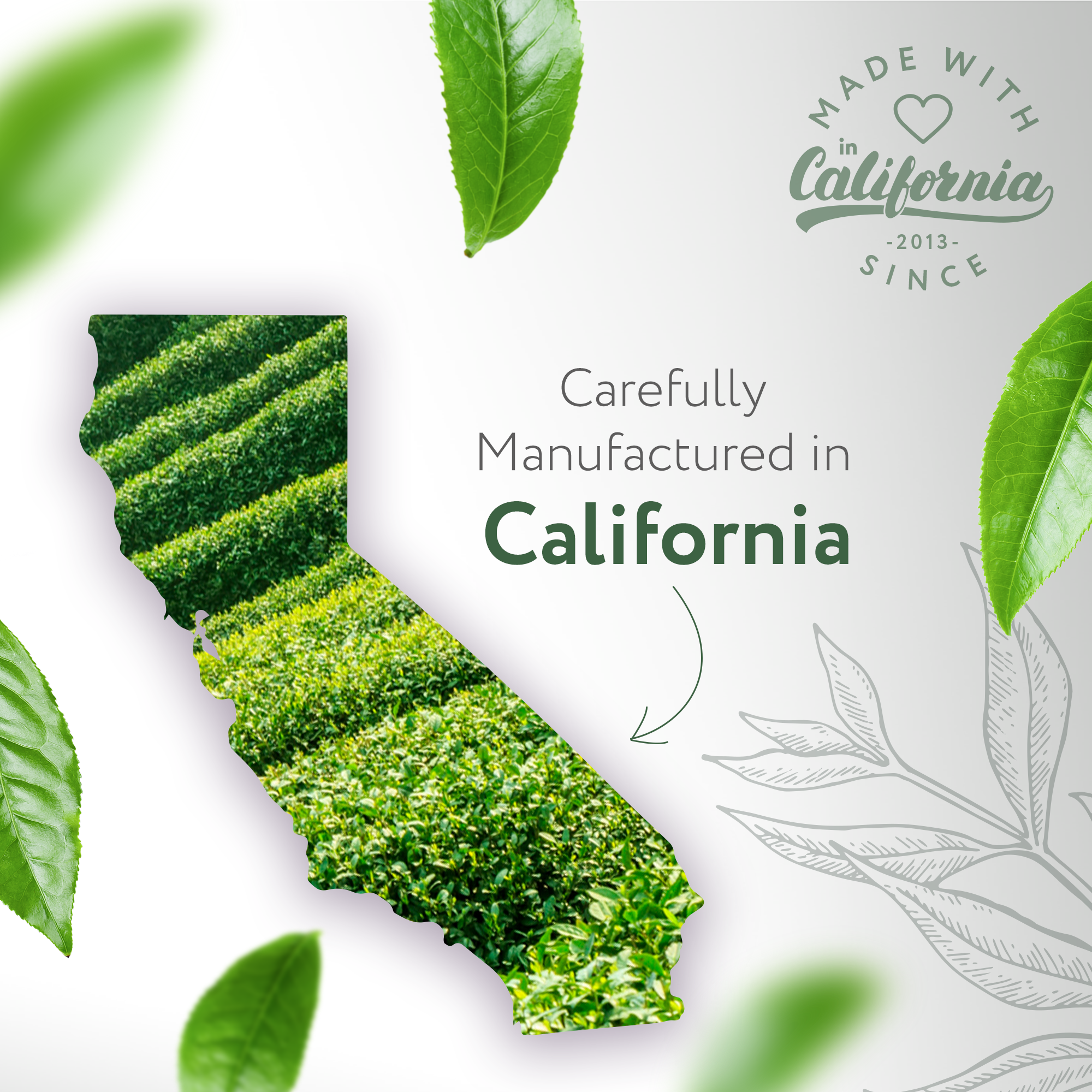 Tea Tree Natural Fragrance Tea Tree Natural Fragrance
