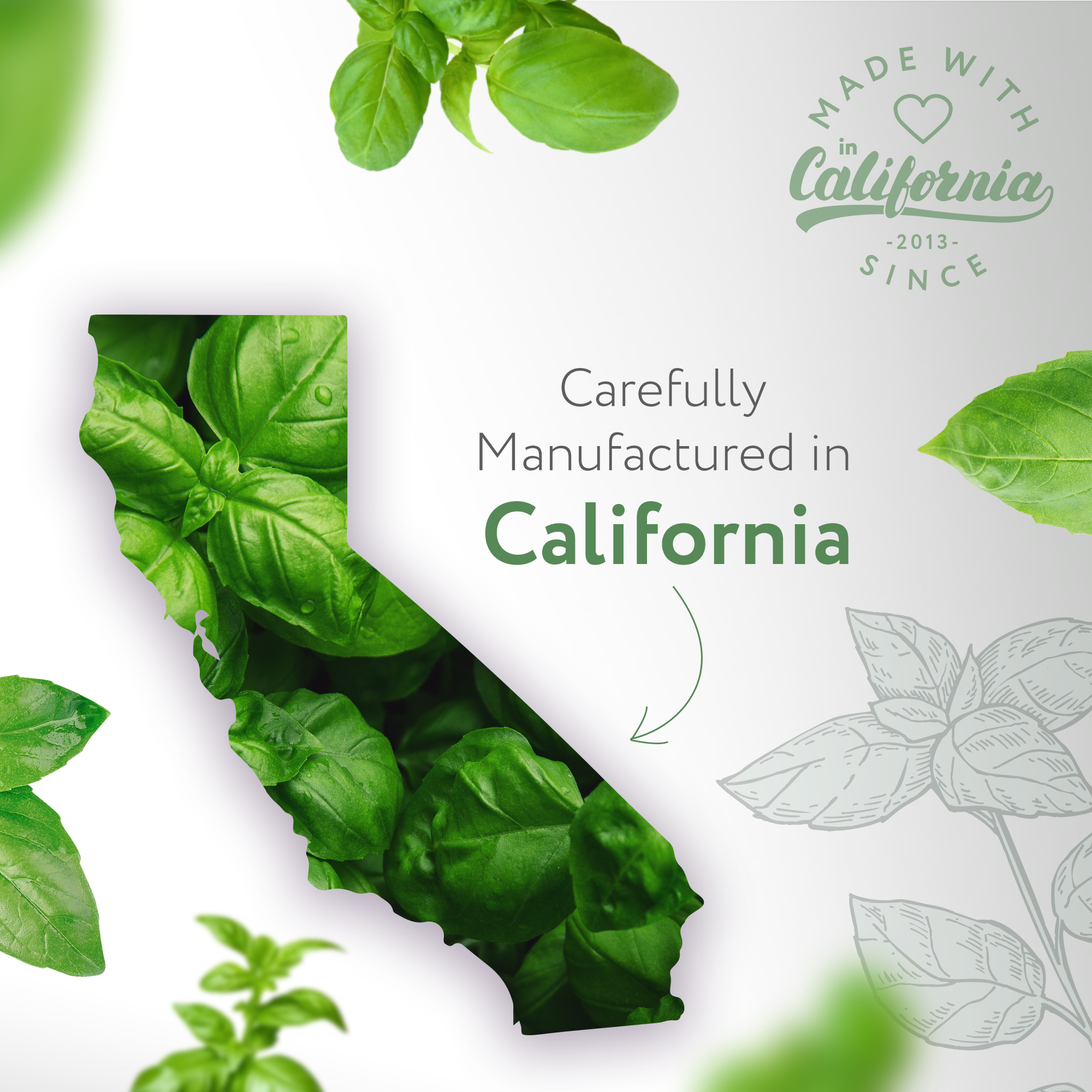 Basil Natural Fragrance Basil Natural Fragrance