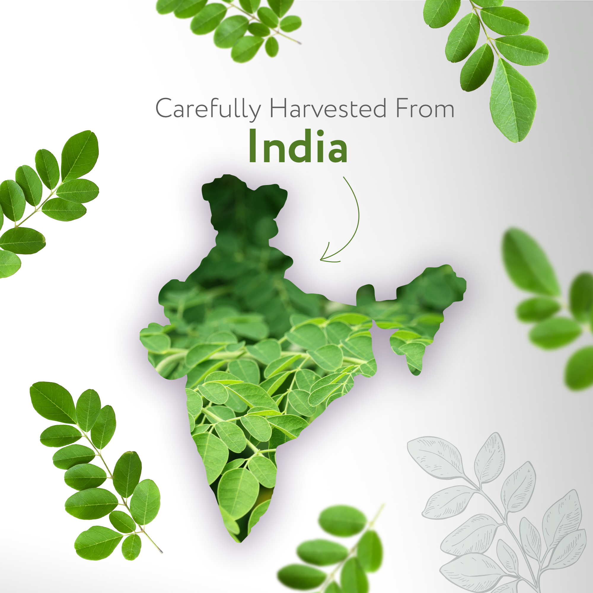 Moringa Seed India Carrier Oil Organic Moringa Seed India Carrier Oil Organic