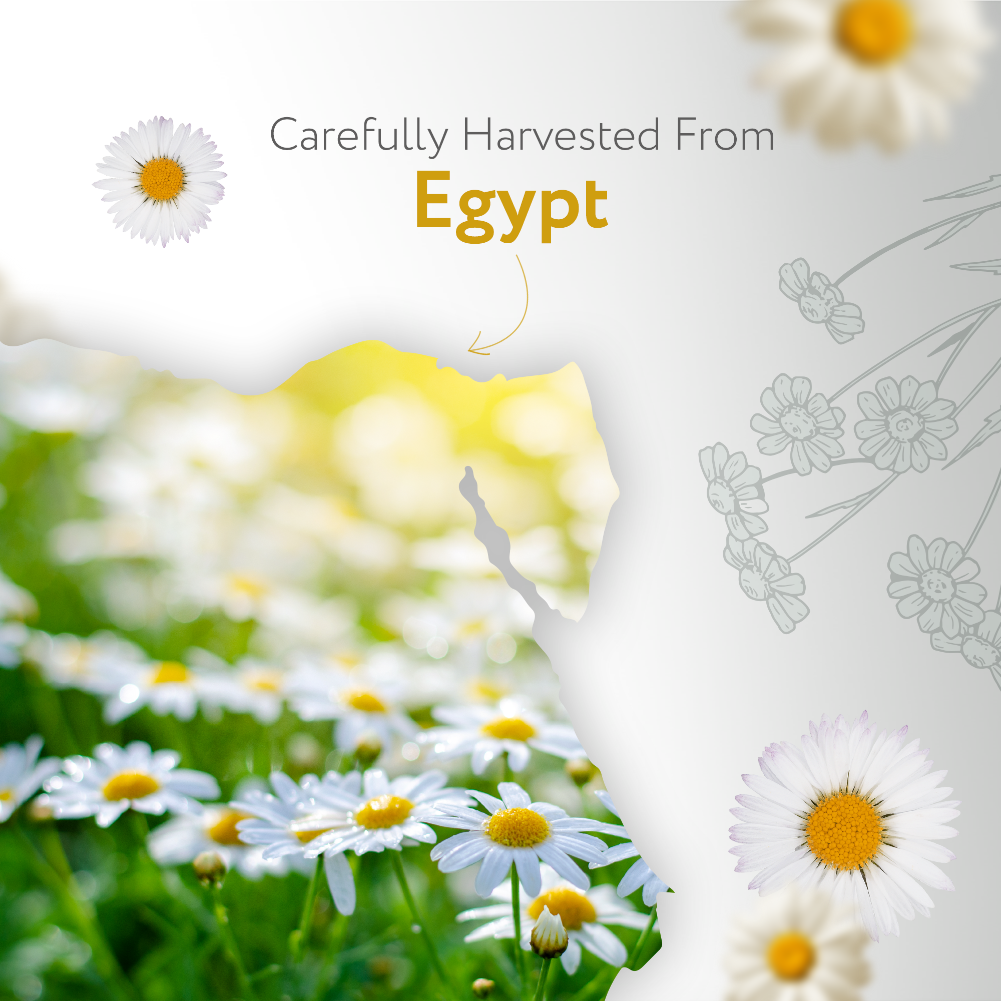 Chamomile German Essential Oil Chamomile German Essential Oil