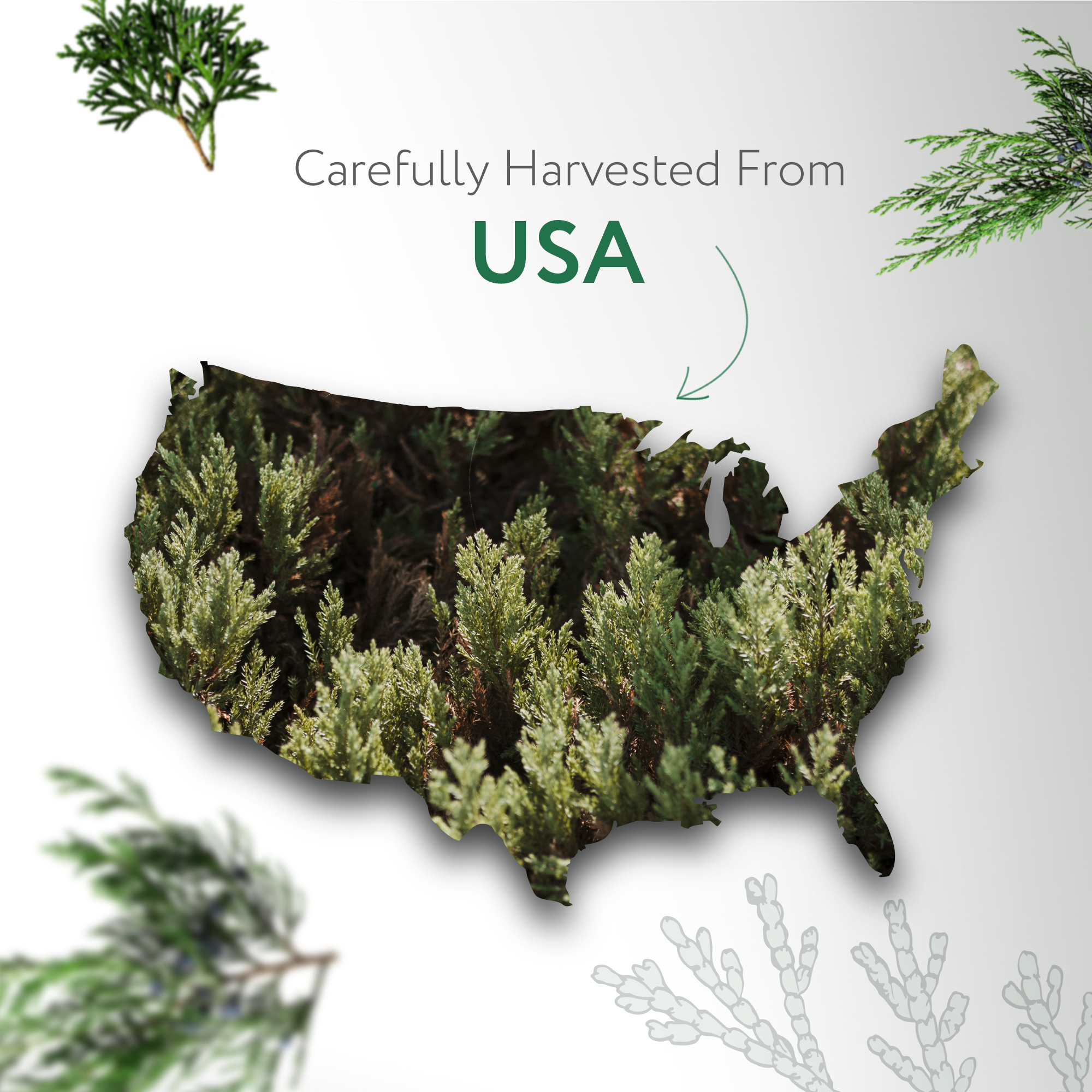 Cedarwood Virginia Essential Oil Cedarwood Virginia Essential Oil