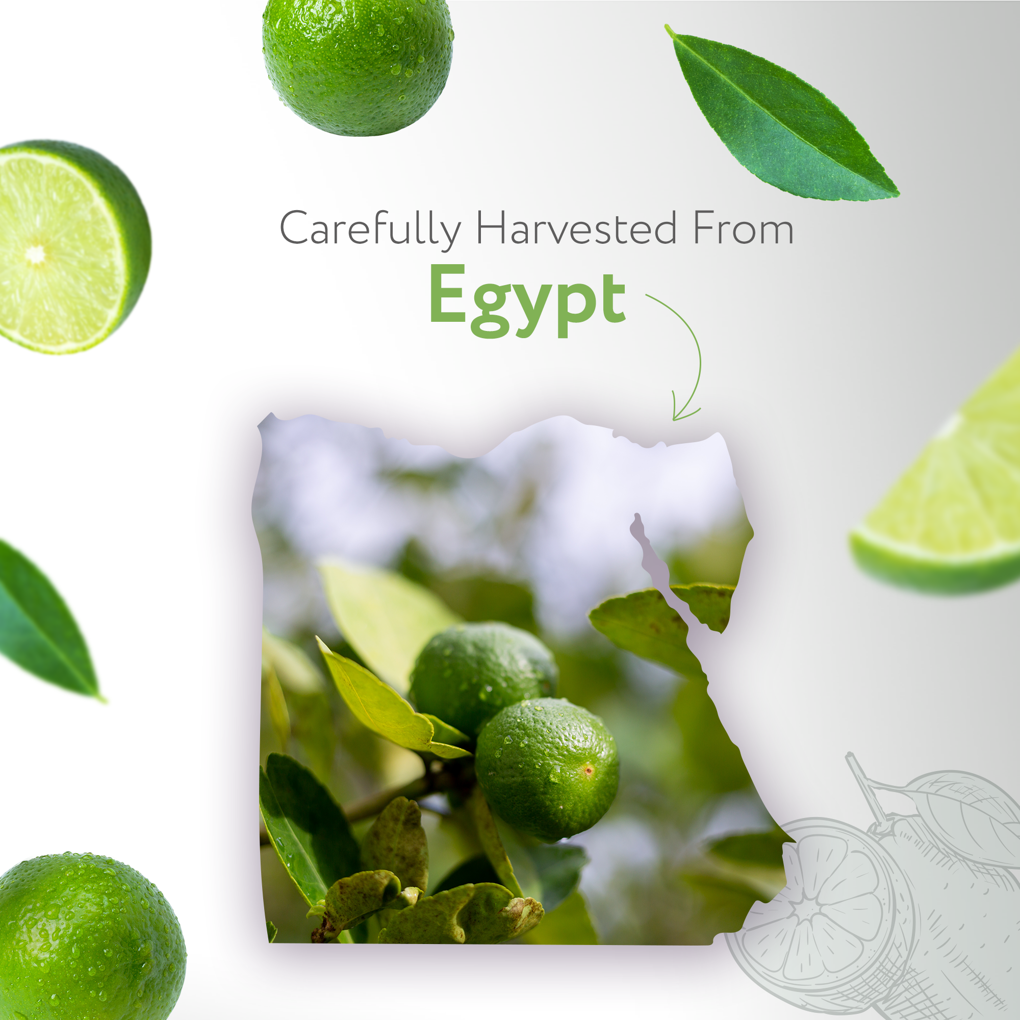 Lime Cold Pressed Essential Oil Lime Cold Pressed Essential Oil