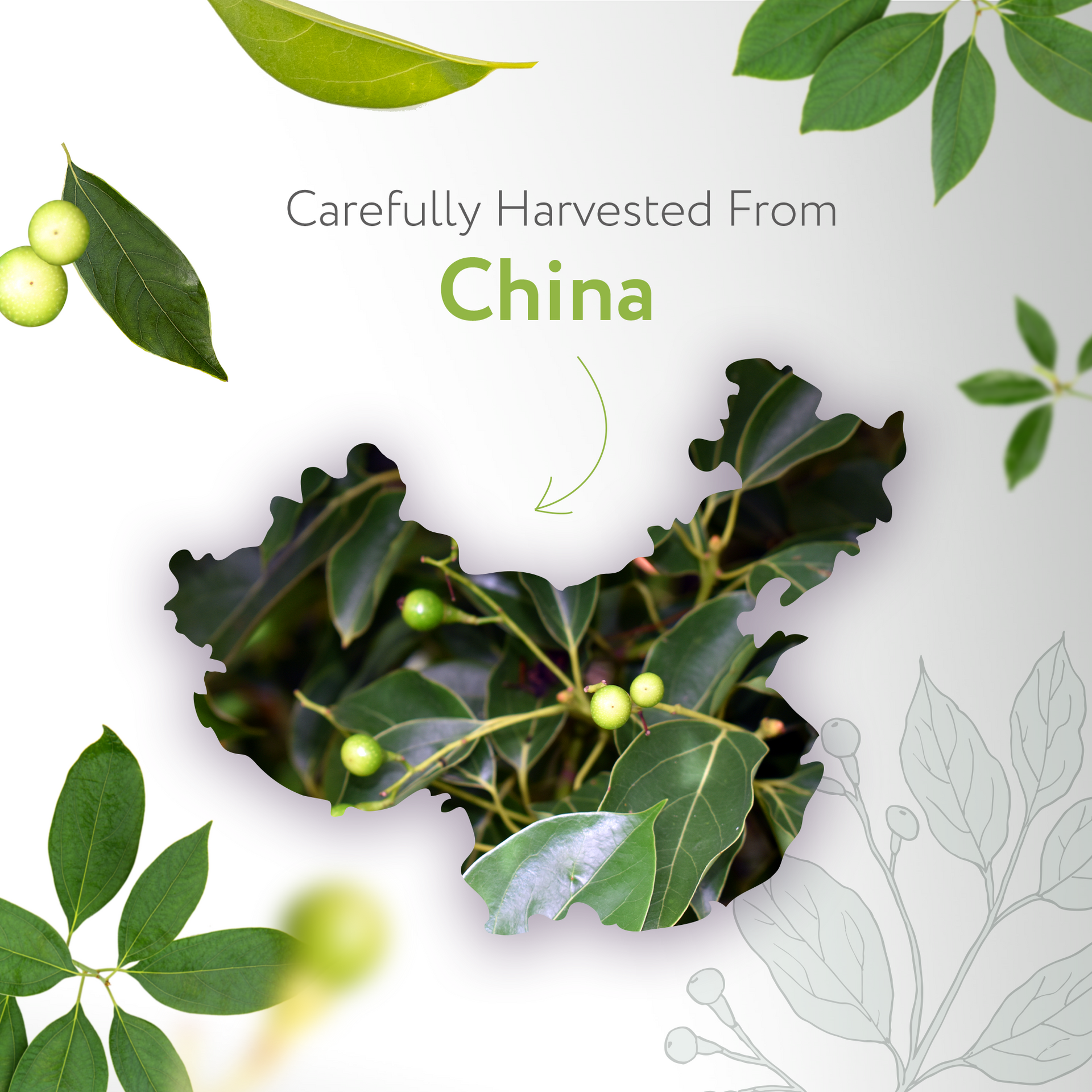 Camphor White Essential Oil Camphor White Essential Oil