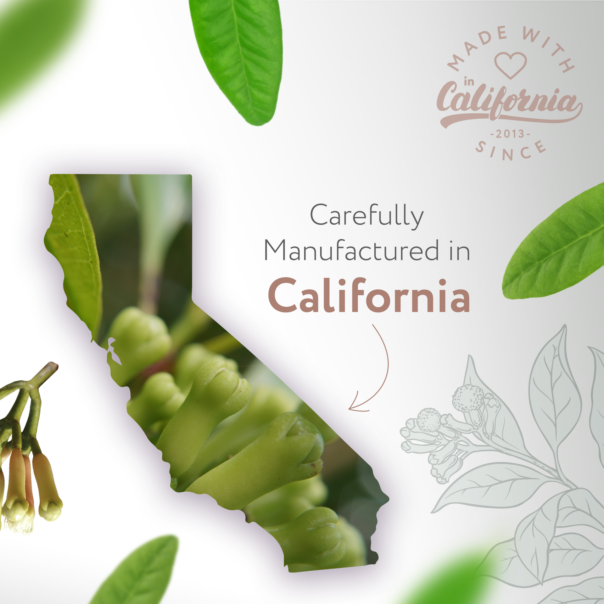 Clove Bud Natural Fragrance Clove Bud Natural Fragrance