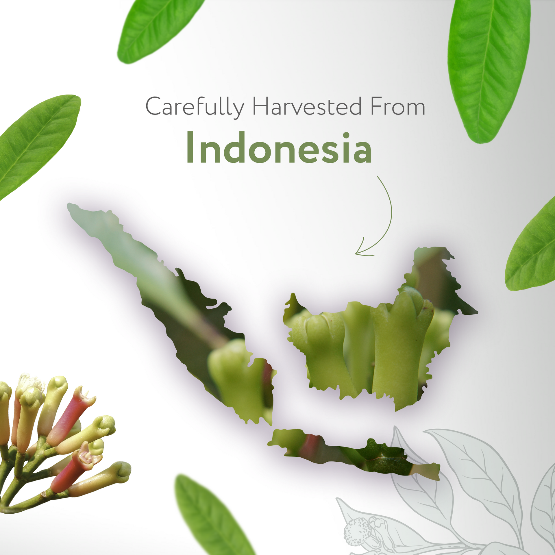 Clove Leaf Essential Oil Clove Leaf Essential Oil