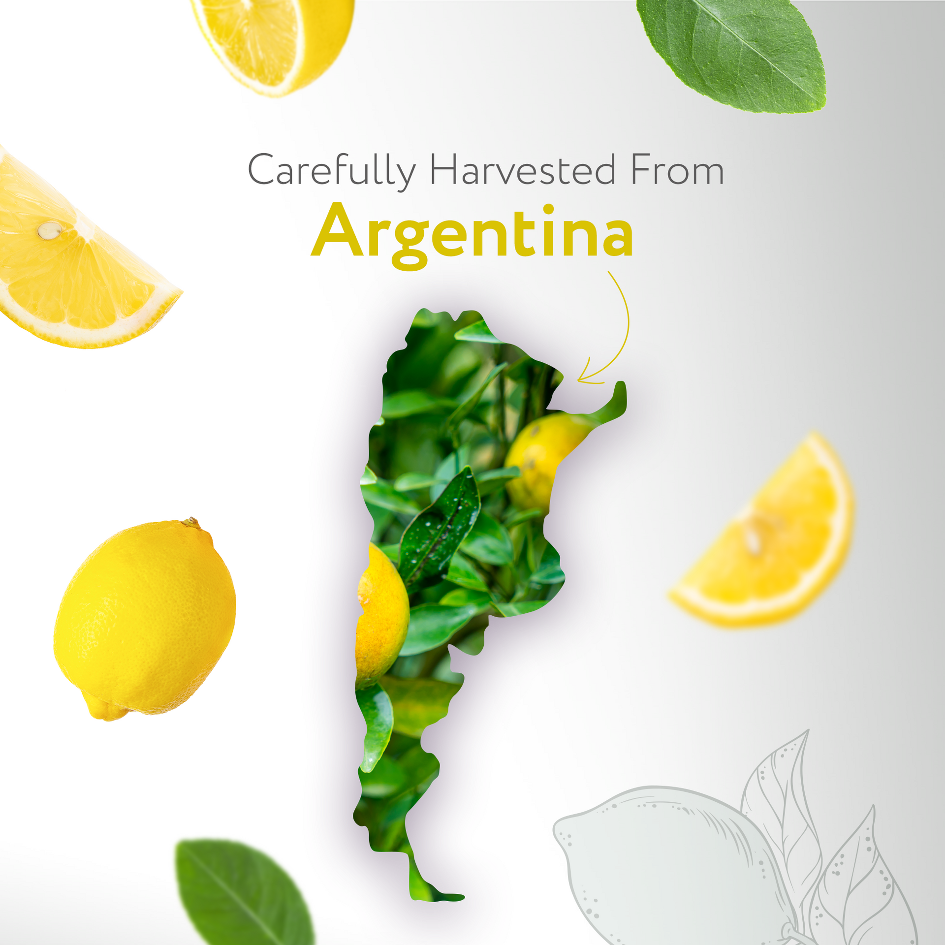 Lemon Essential Oil Lemon Essential Oil