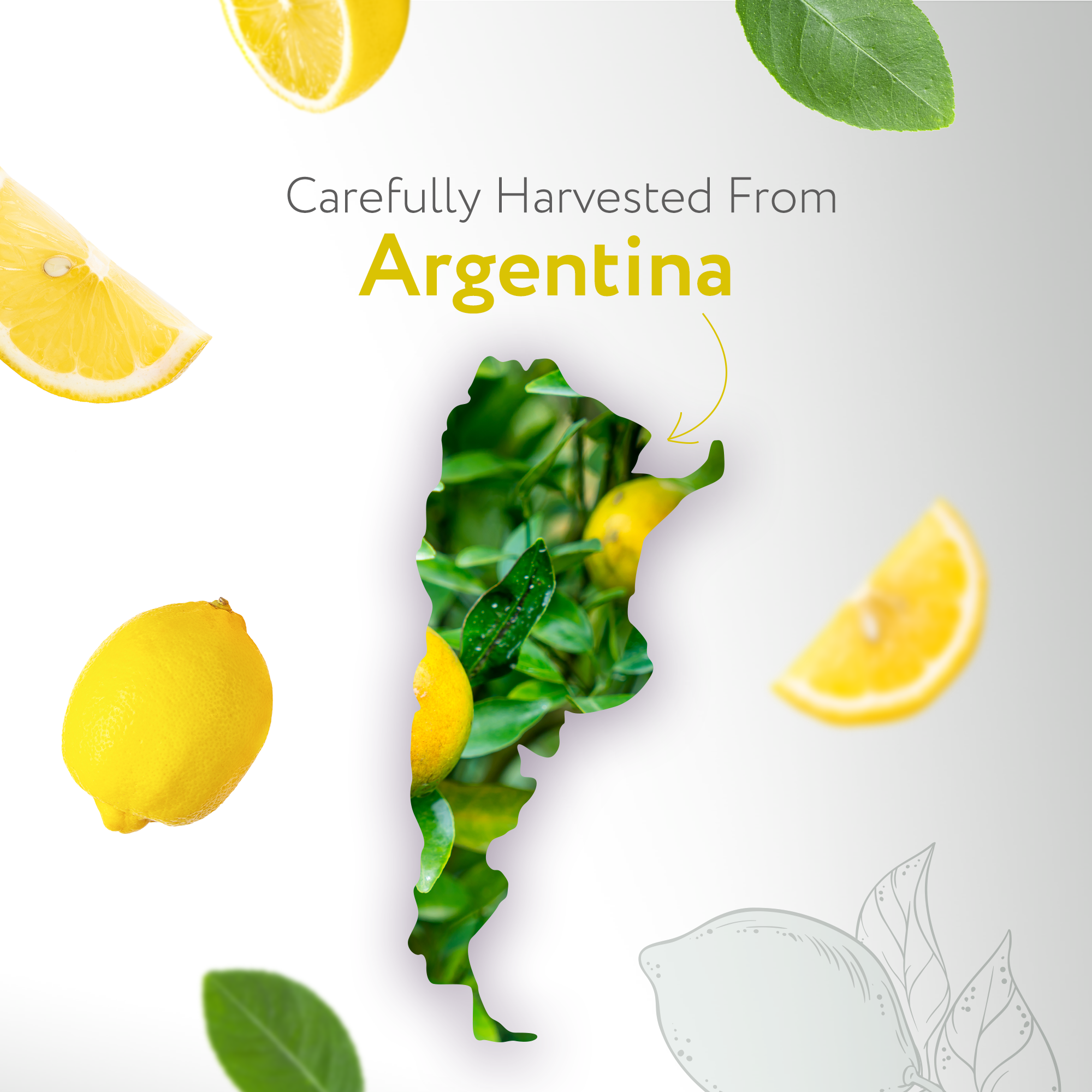 Lemon Essential Oil Lemon Essential Oil