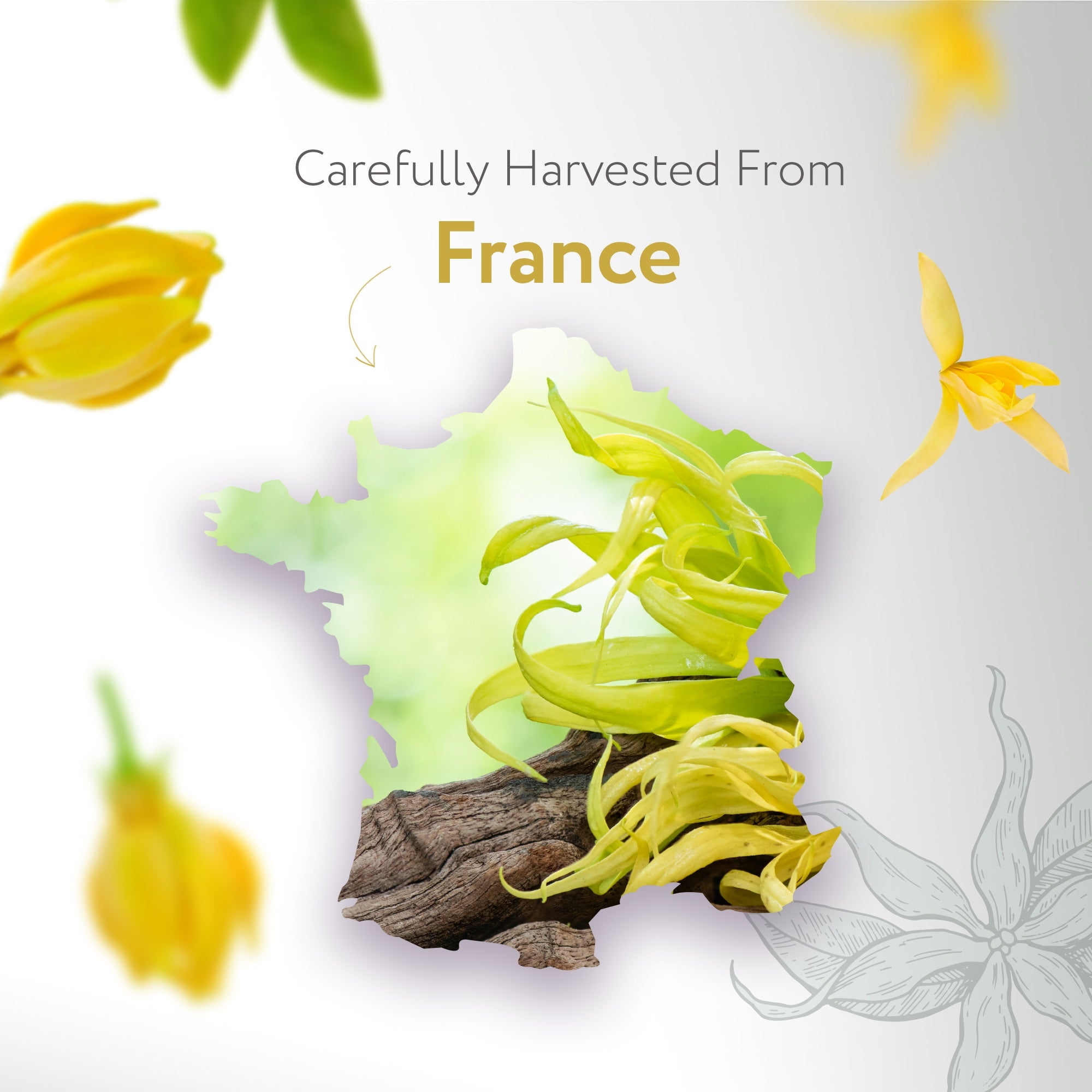 Ylang Ylang #3 Essential Oil Ylang Ylang #3 Essential Oil
