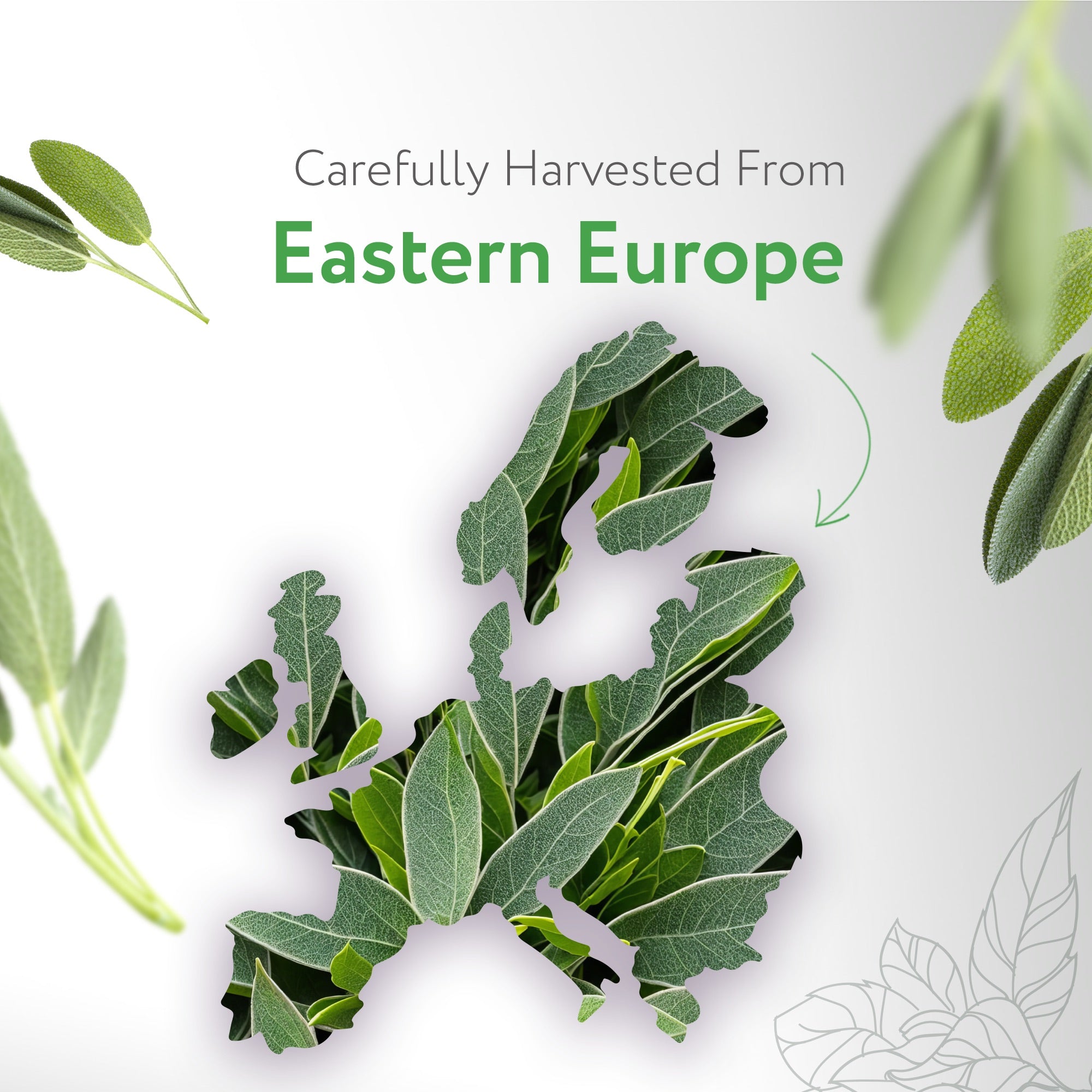 Sage Officinalis Essential Oil Organic Sage Officinalis Essential Oil Organic