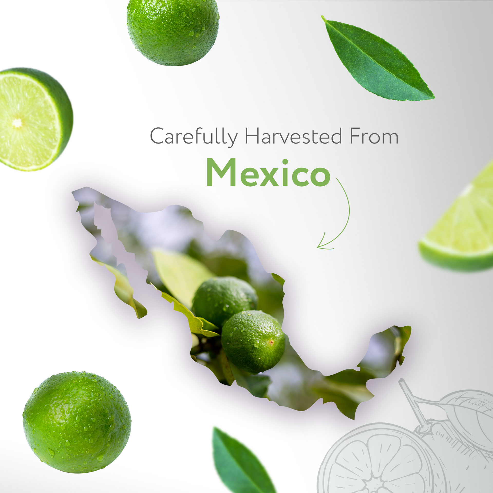 Lime Cold Pressed Essential Oil Lime Cold Pressed Essential Oil