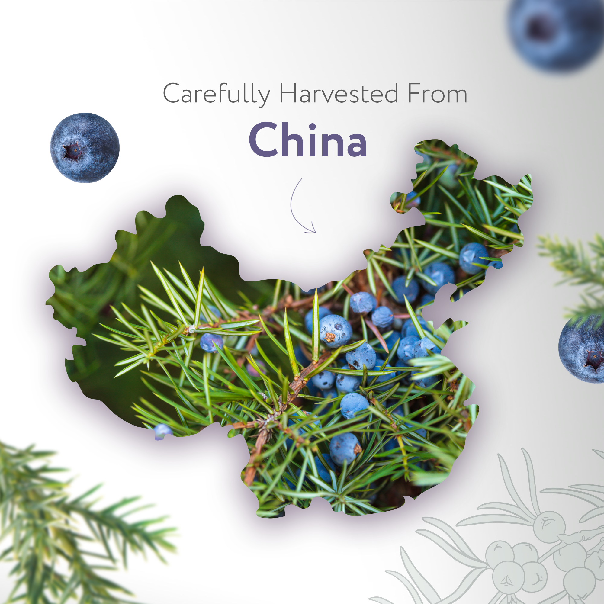 Juniper Berry Essential Oil Juniper Berry Essential Oil