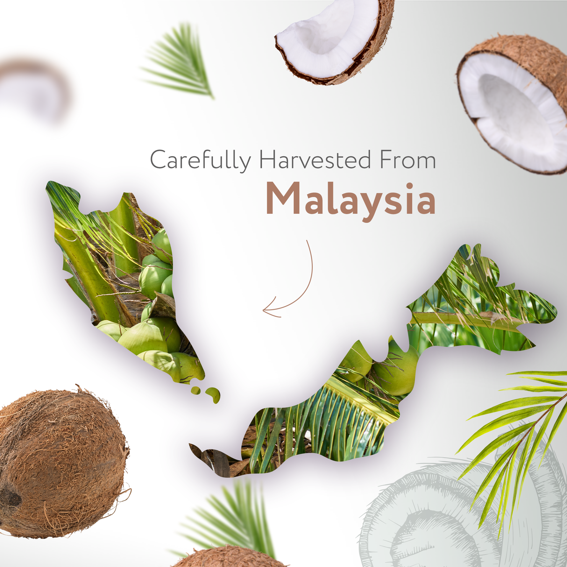 Fractionated Coconut (MCT) Carrier Oil Fractionated Coconut (MCT) Carrier Oil