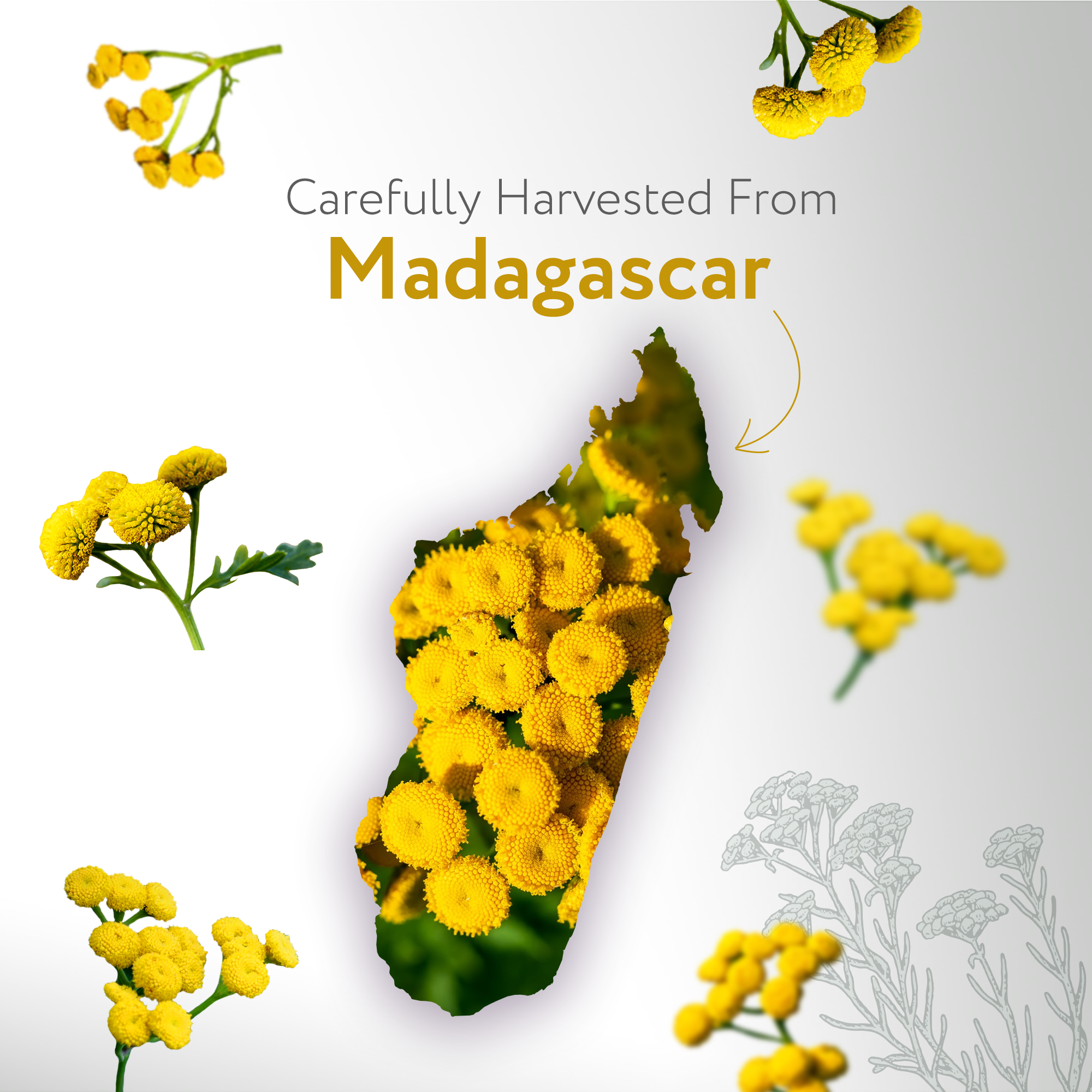Helichrysum Gymnocephalum Essential Oil Organic Helichrysum Gymnocephalum Essential Oil Organic