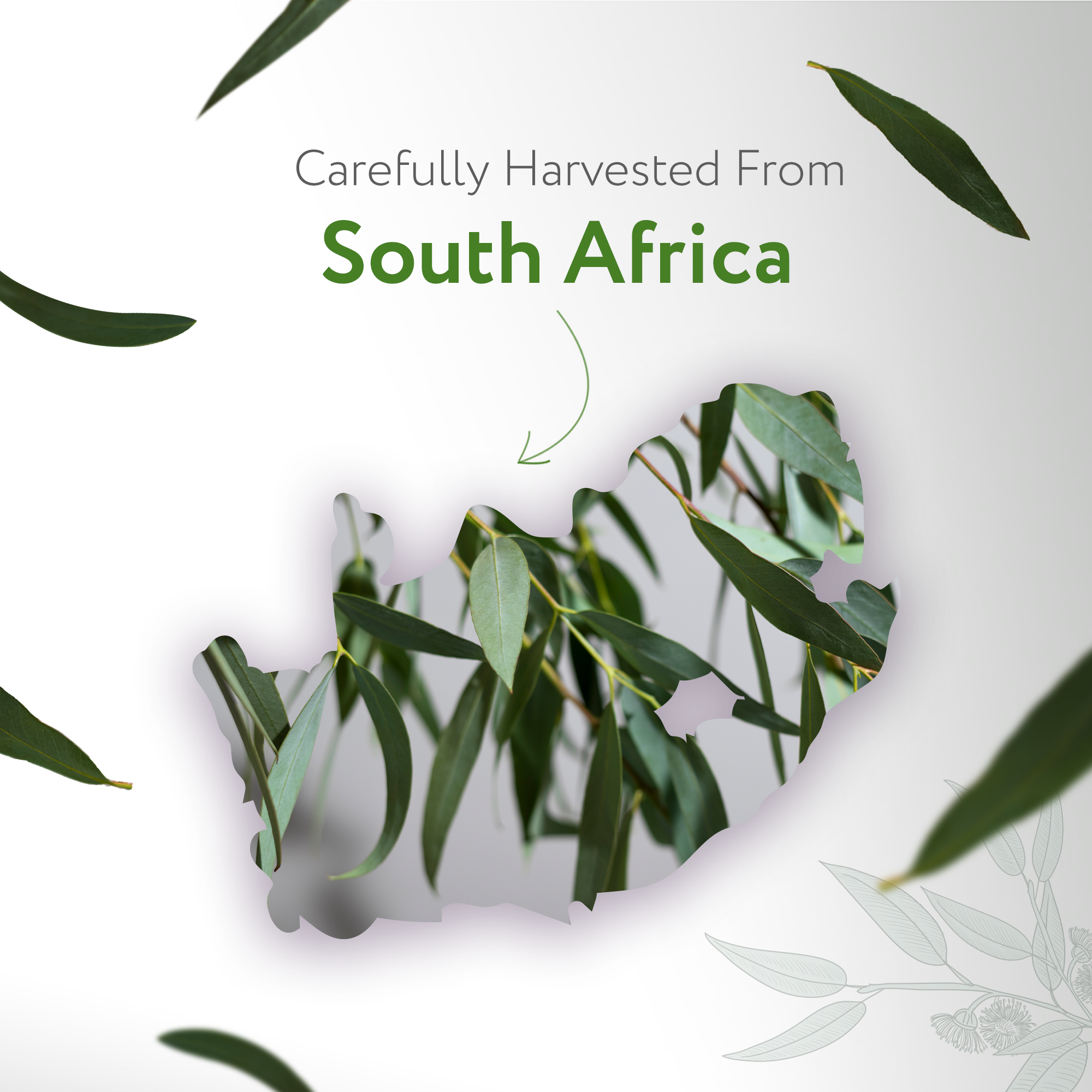 Eucalyptus Radiata Essential Oil Organic Eucalyptus Radiata Essential Oil Organic