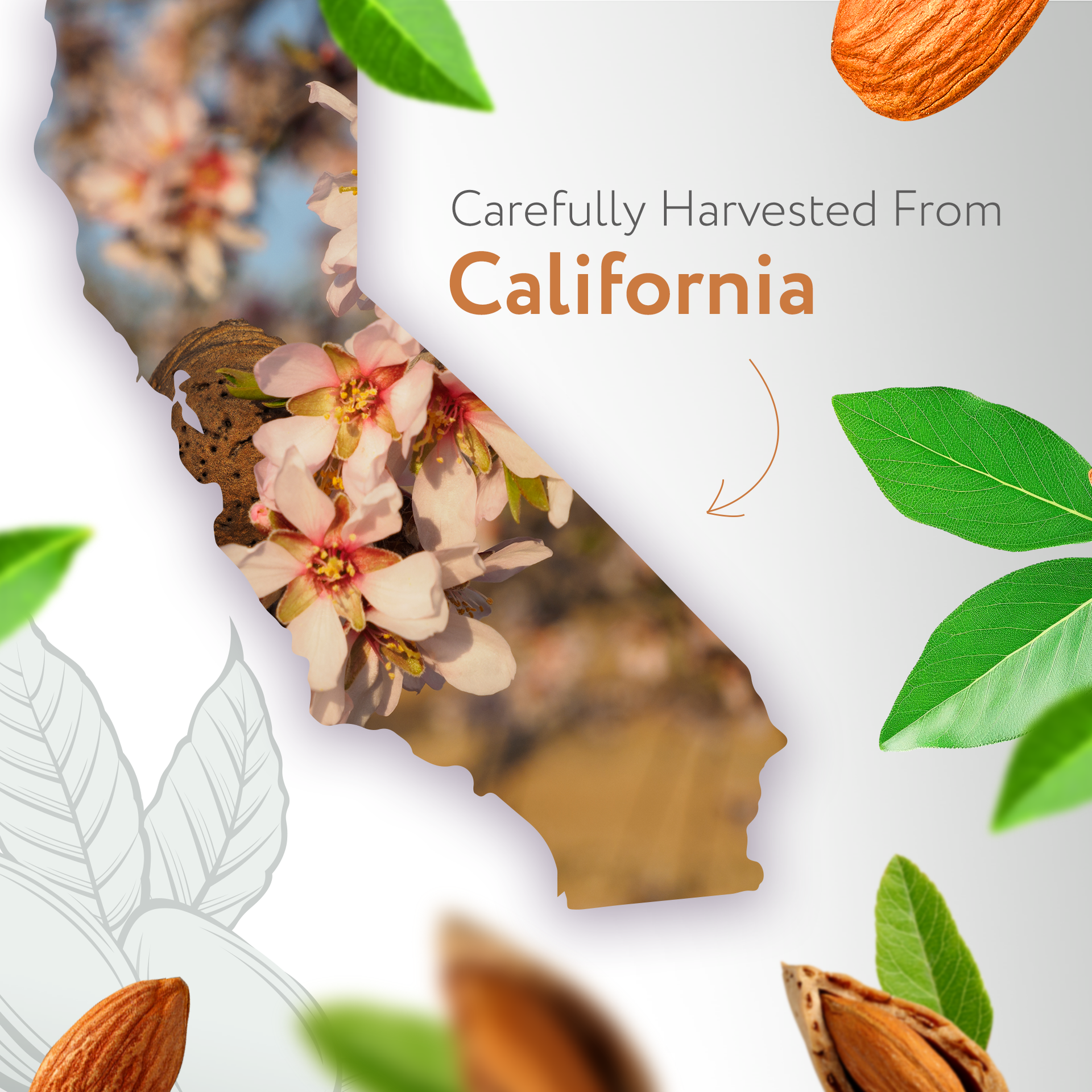 Almond Carrier Oil Unrefined Organic Almond Carrier Oil Unrefined Organic