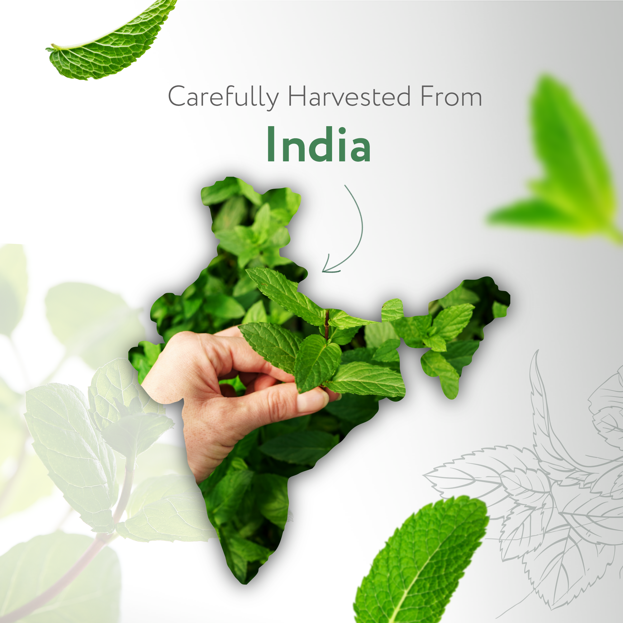 Spearmint Essential Oil Spearmint Essential Oil