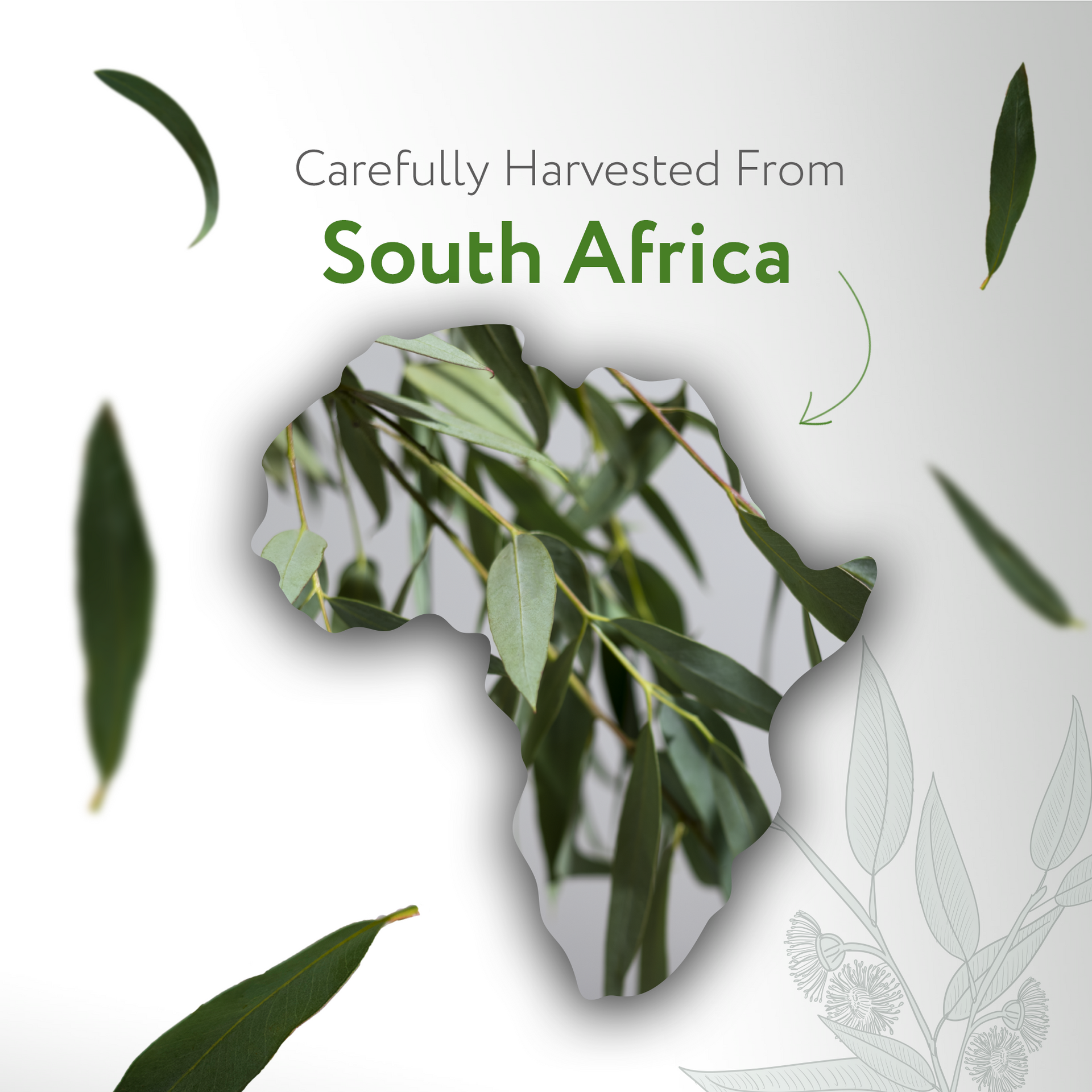 Eucalyptus Radiata Essential Oil Organic Eucalyptus Radiata Essential Oil Organic