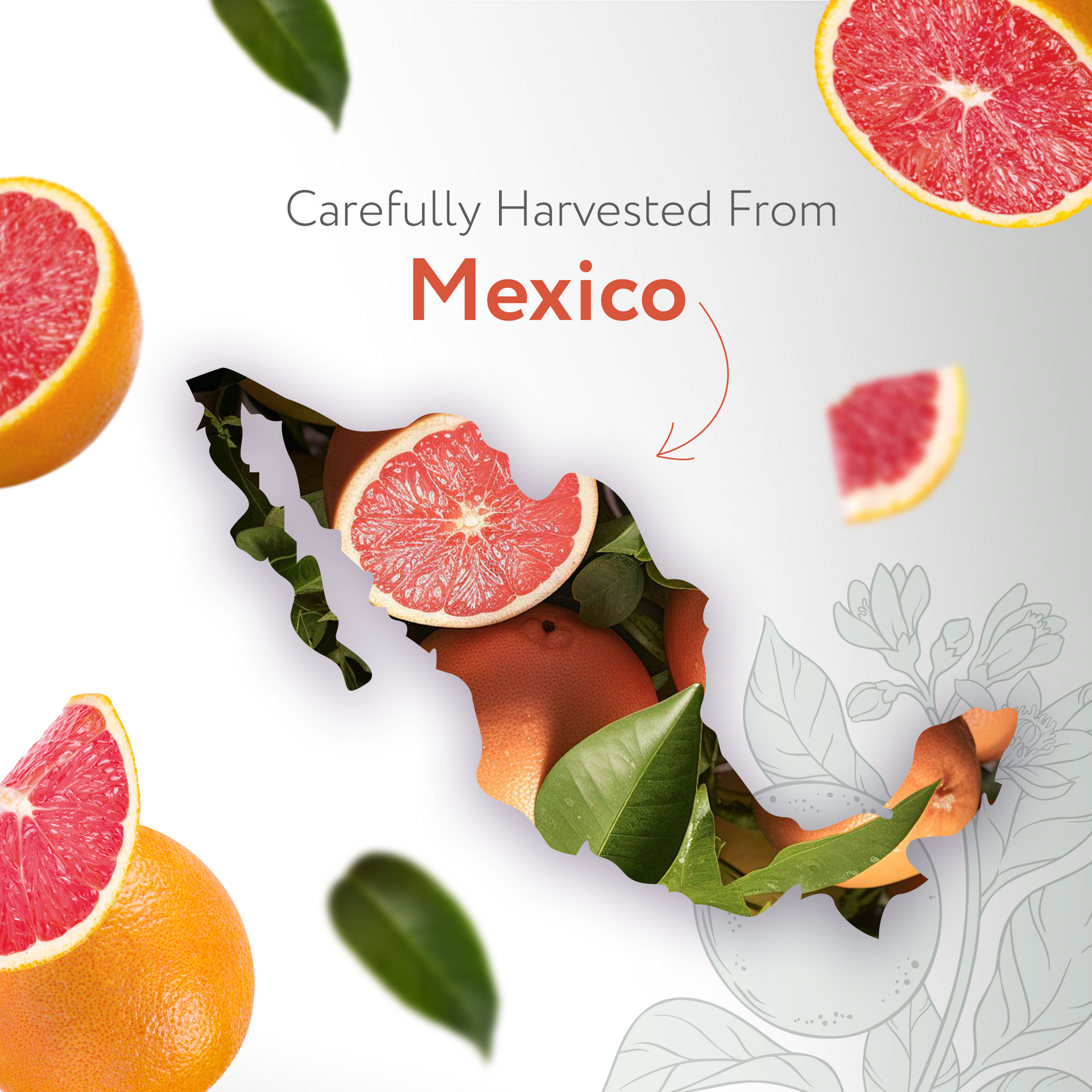 Grapefruit Pink Essential Oil Organic Grapefruit Pink Essential Oil Organic