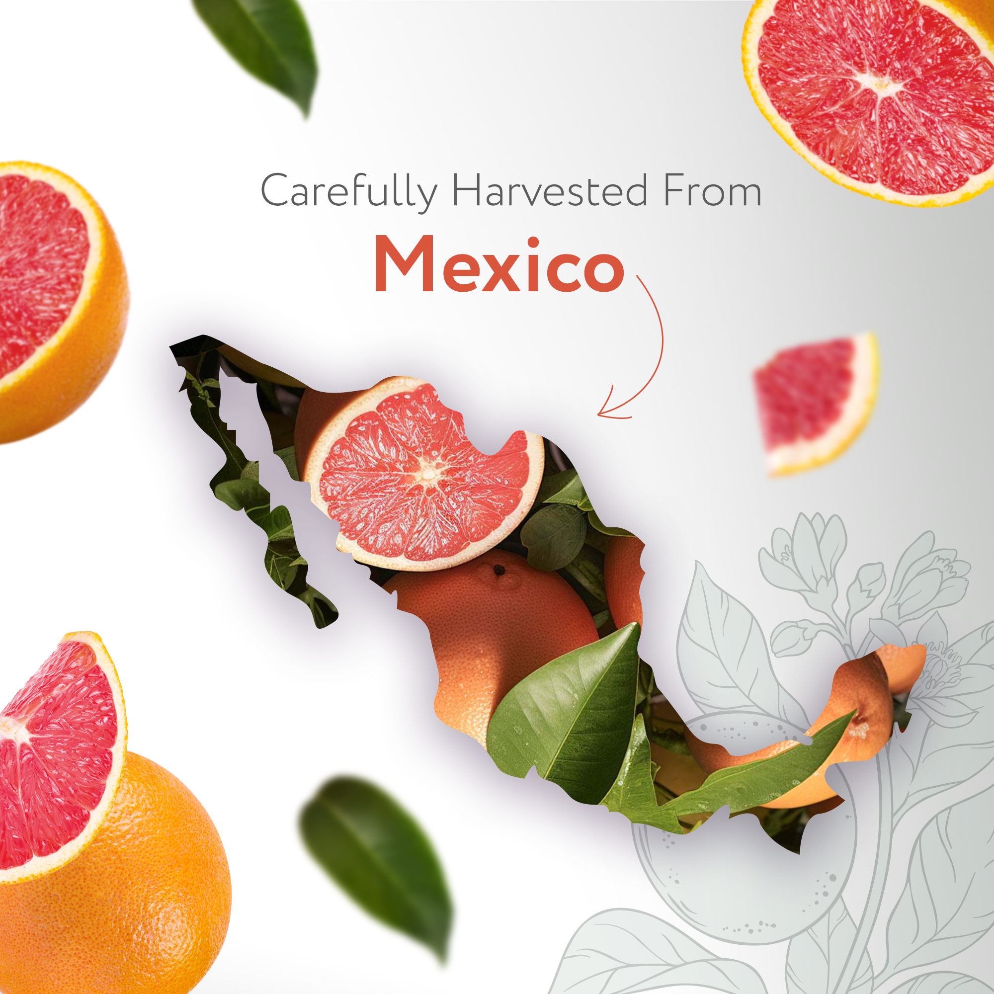 Grapefruit Pink Essential Oil Organic Grapefruit Pink Essential Oil Organic