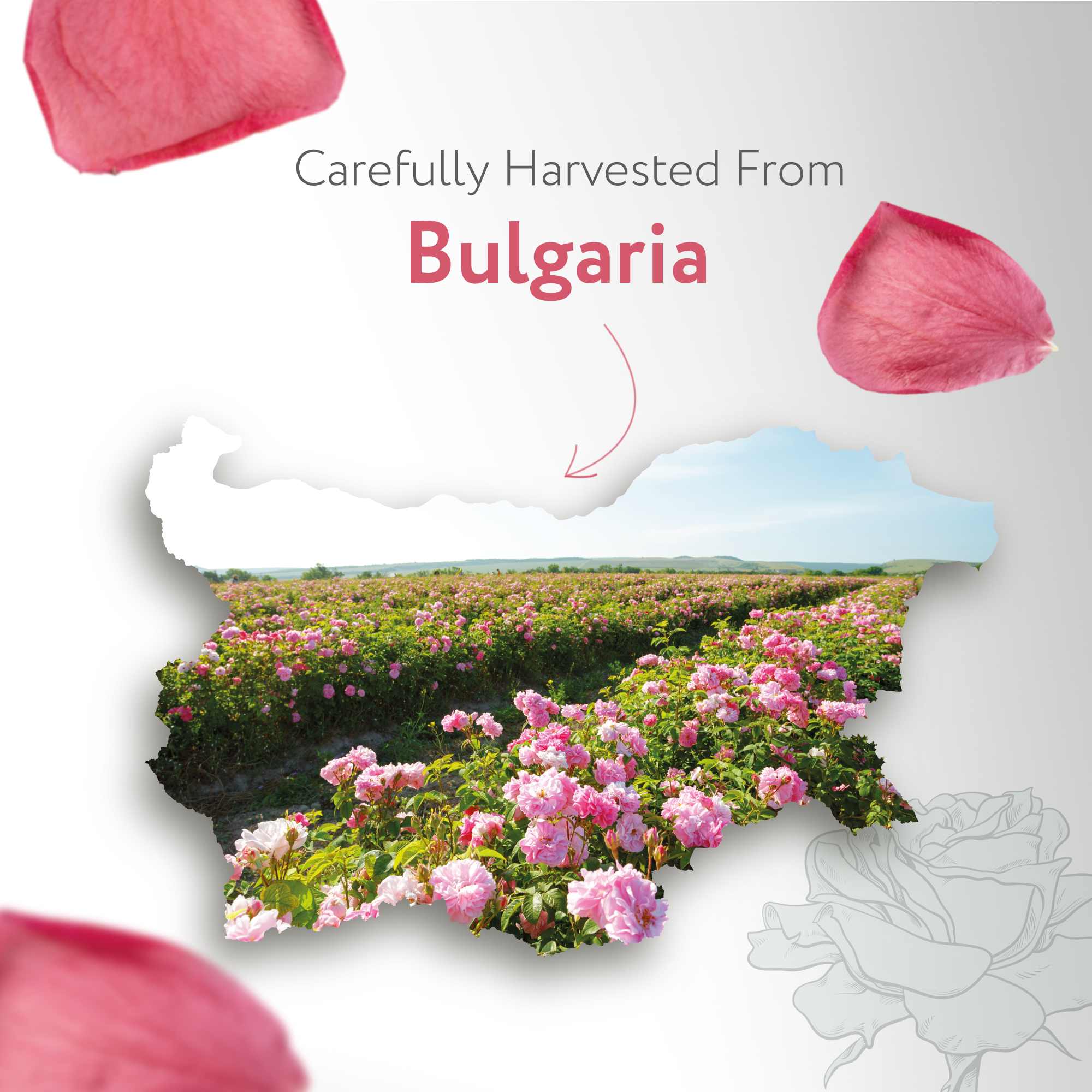 Rose Floral Water Organic Rose Floral Water Organic