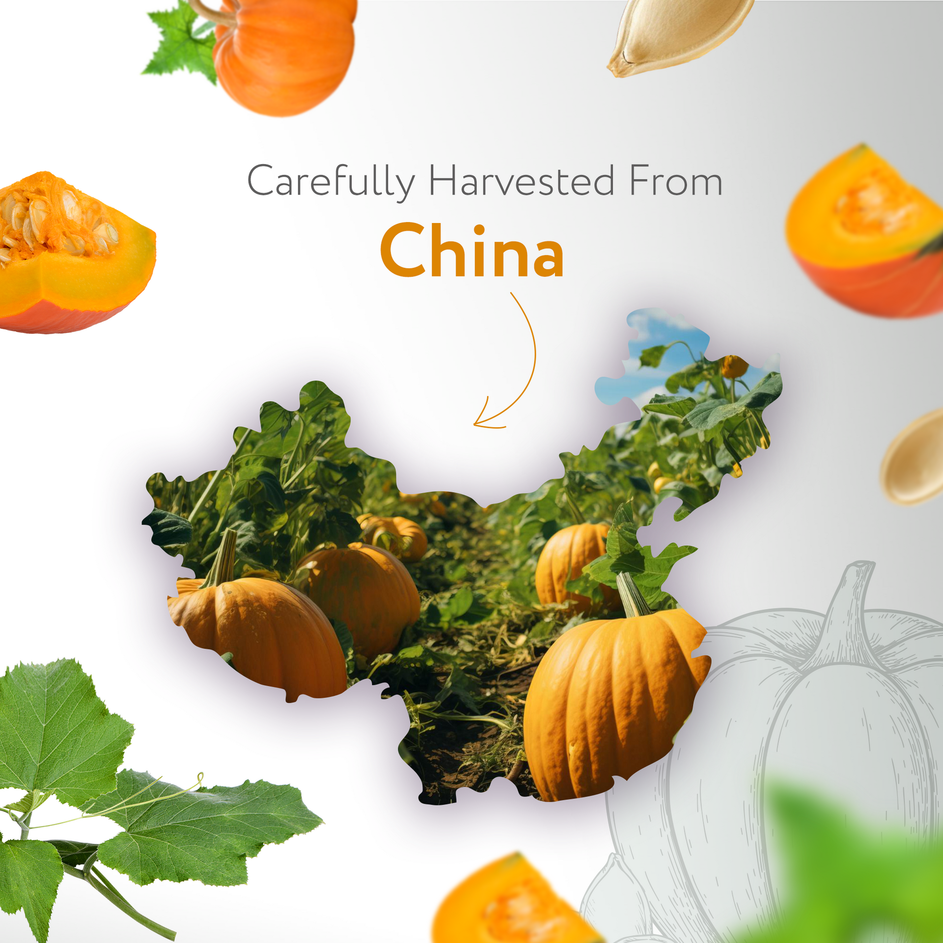 Pumpkin Seed Carrier Oil Organic Pumpkin Seed Carrier Oil Organic