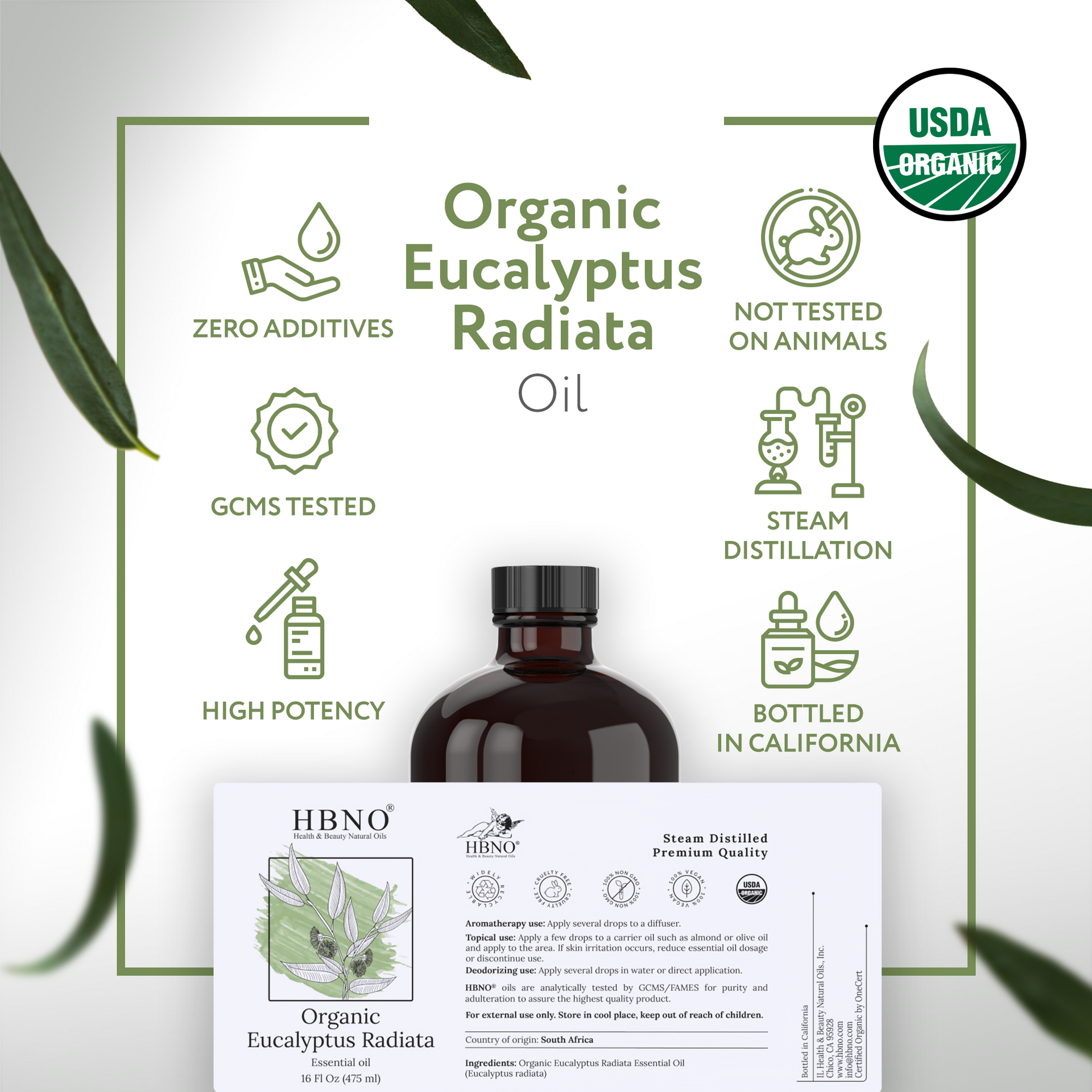 Eucalyptus Radiata Essential Oil Organic Eucalyptus Radiata Essential Oil Organic