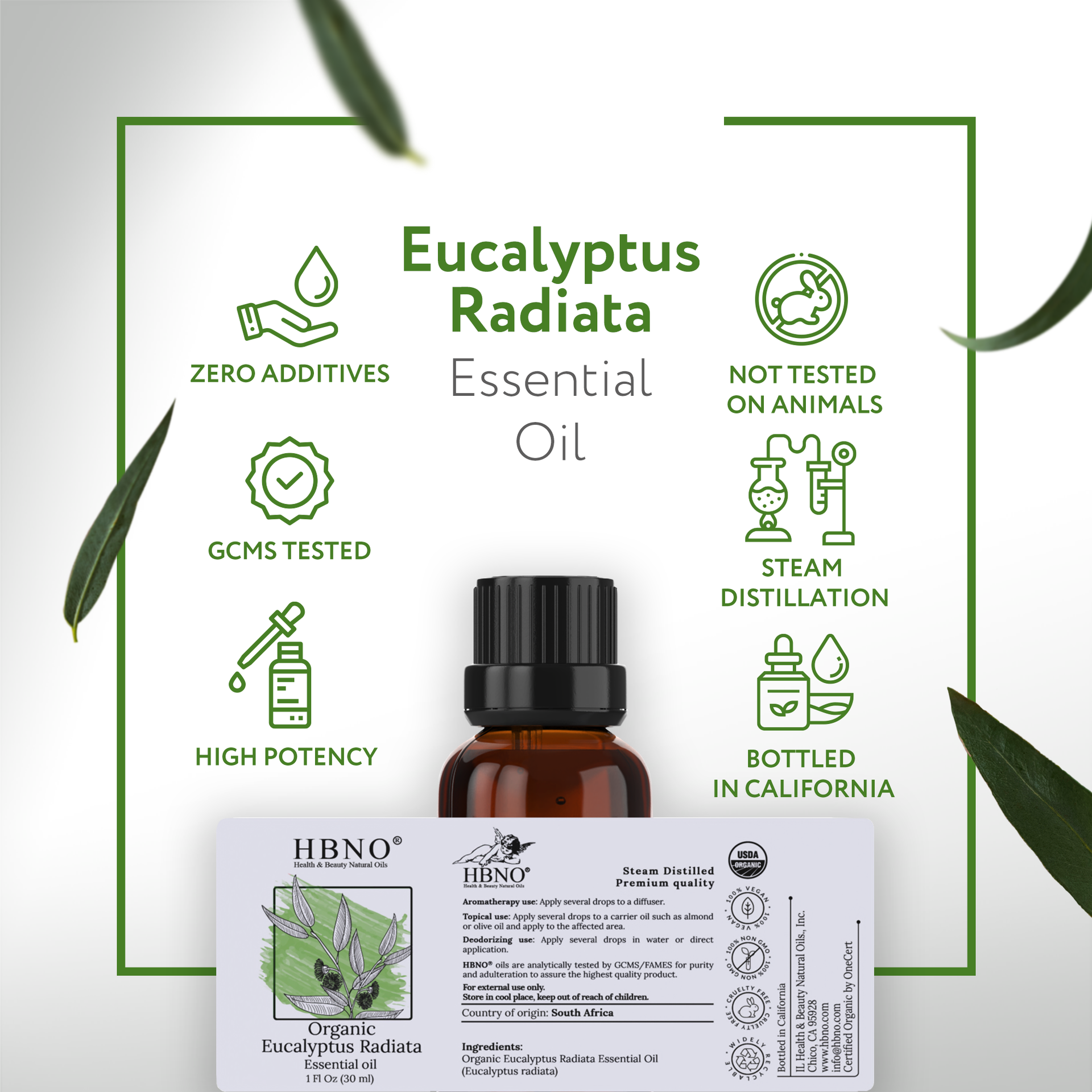 Eucalyptus Radiata Essential Oil Organic Eucalyptus Radiata Essential Oil Organic