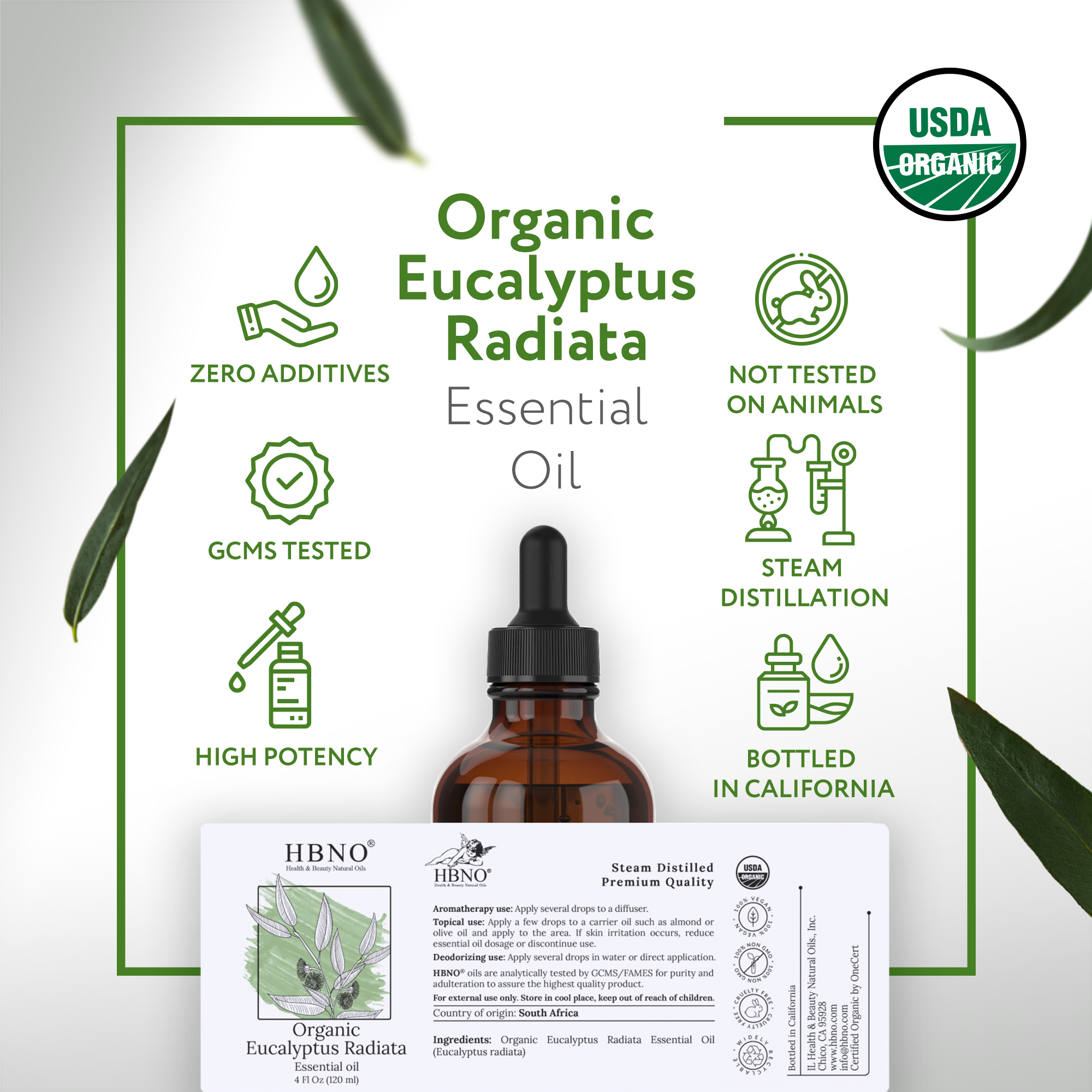 Eucalyptus Radiata Essential Oil Organic Eucalyptus Radiata Essential Oil Organic